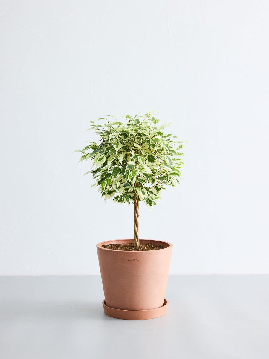 フィカス・ベンジャミン 6号 | 観葉植物の通販 AND PLANTS (アンド