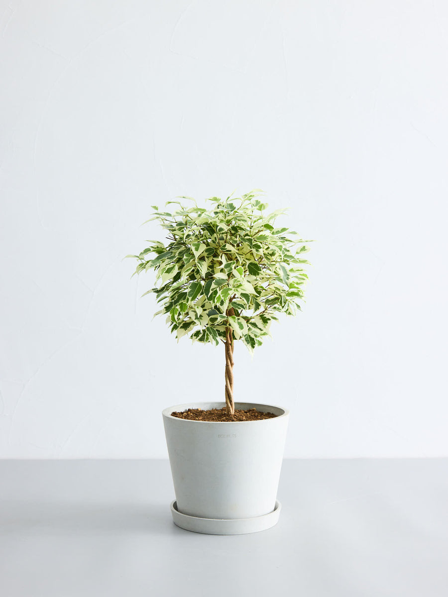 フィカス・ベンジャミン・スターライト 6号 | 観葉植物の通販 AND