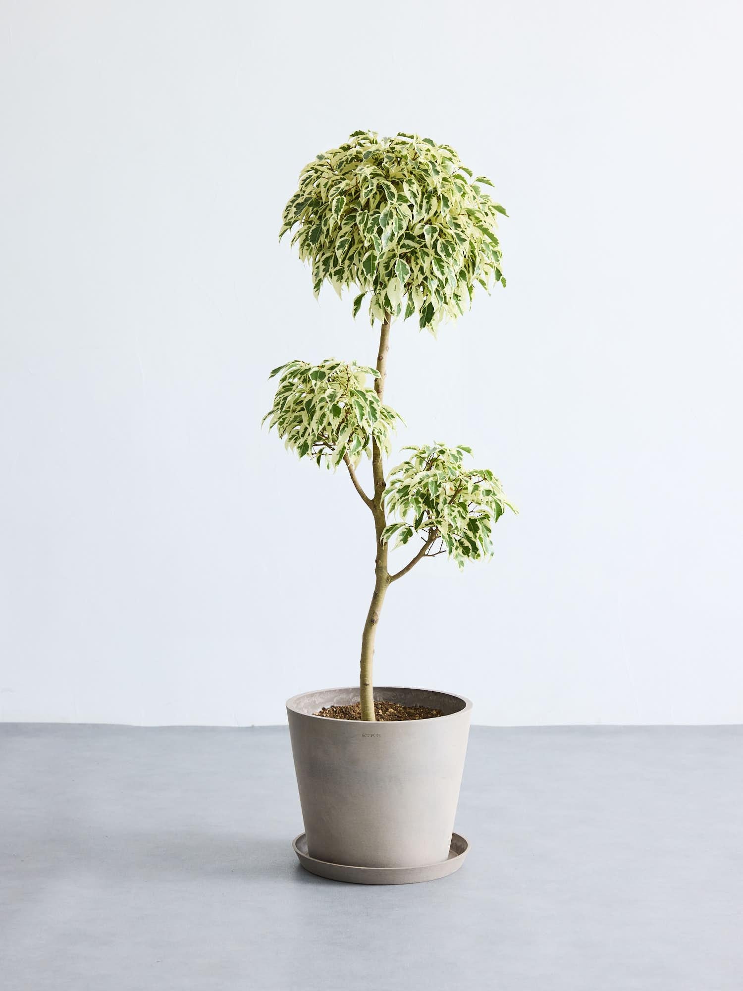 フィカス・ベンジャミン・スターライト | 観葉植物の通販 AND PLANTS