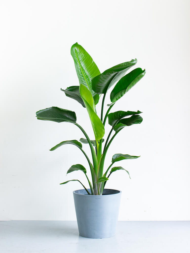 ストレリチア オーガスタ♪ 10号仕立て 137cm 3株植え♪ ストレリチア・オーガスタ 10号 | 観葉植物の通販 AND PLANTS (アンド