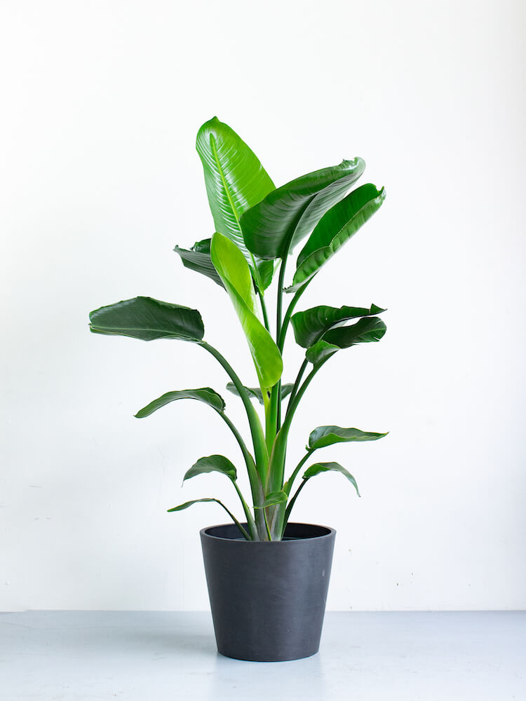 ストレリチア・オーガスタ 10号 | 観葉植物の通販 AND PLANTS (アンド