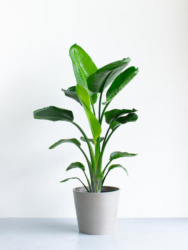 ストレリチア・オーガスタ 10号 | 観葉植物の通販 AND PLANTS (アンド