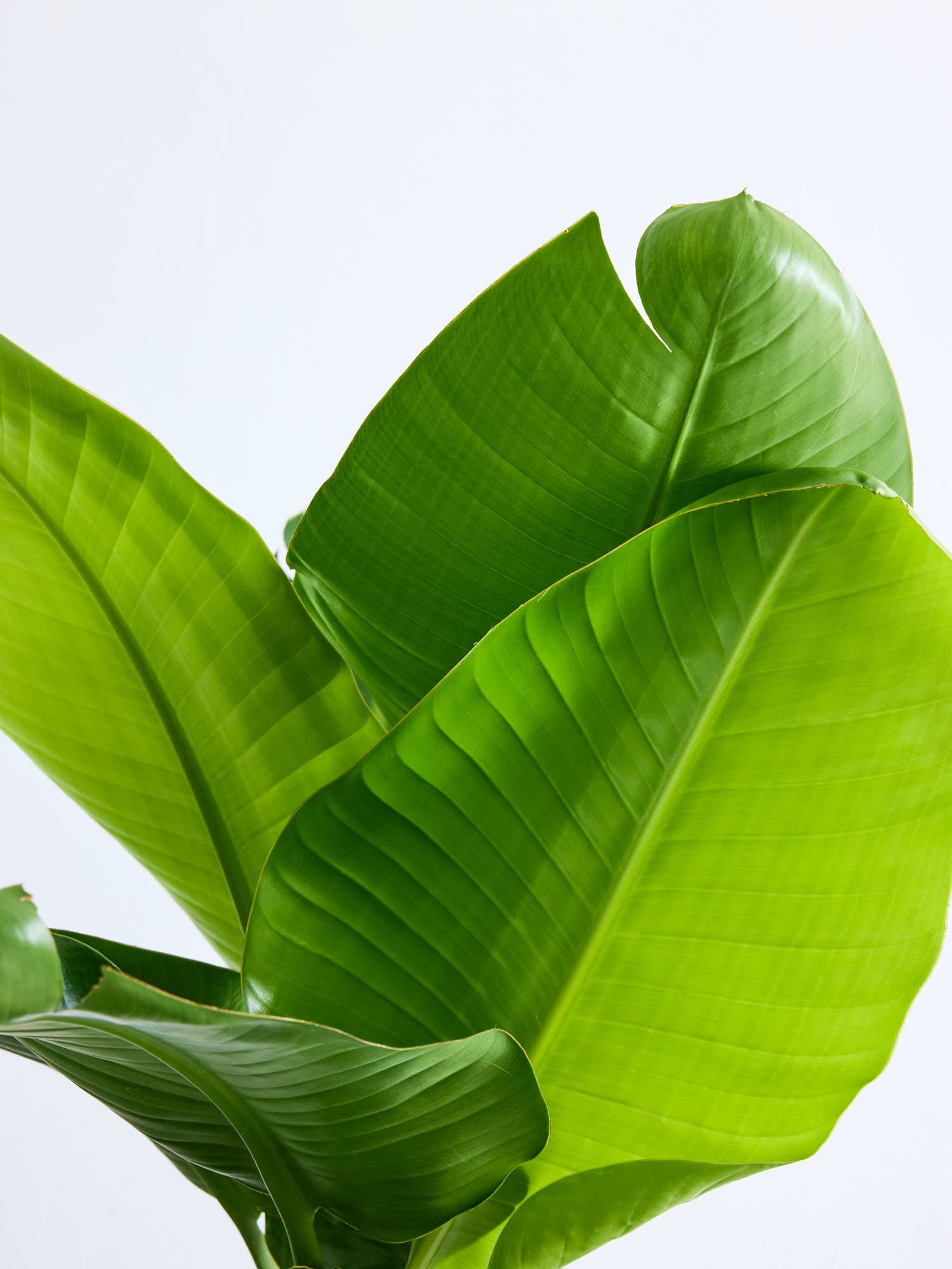 オーガスタ L | 観葉植物の通販 AND PLANTS (アンドプランツ)