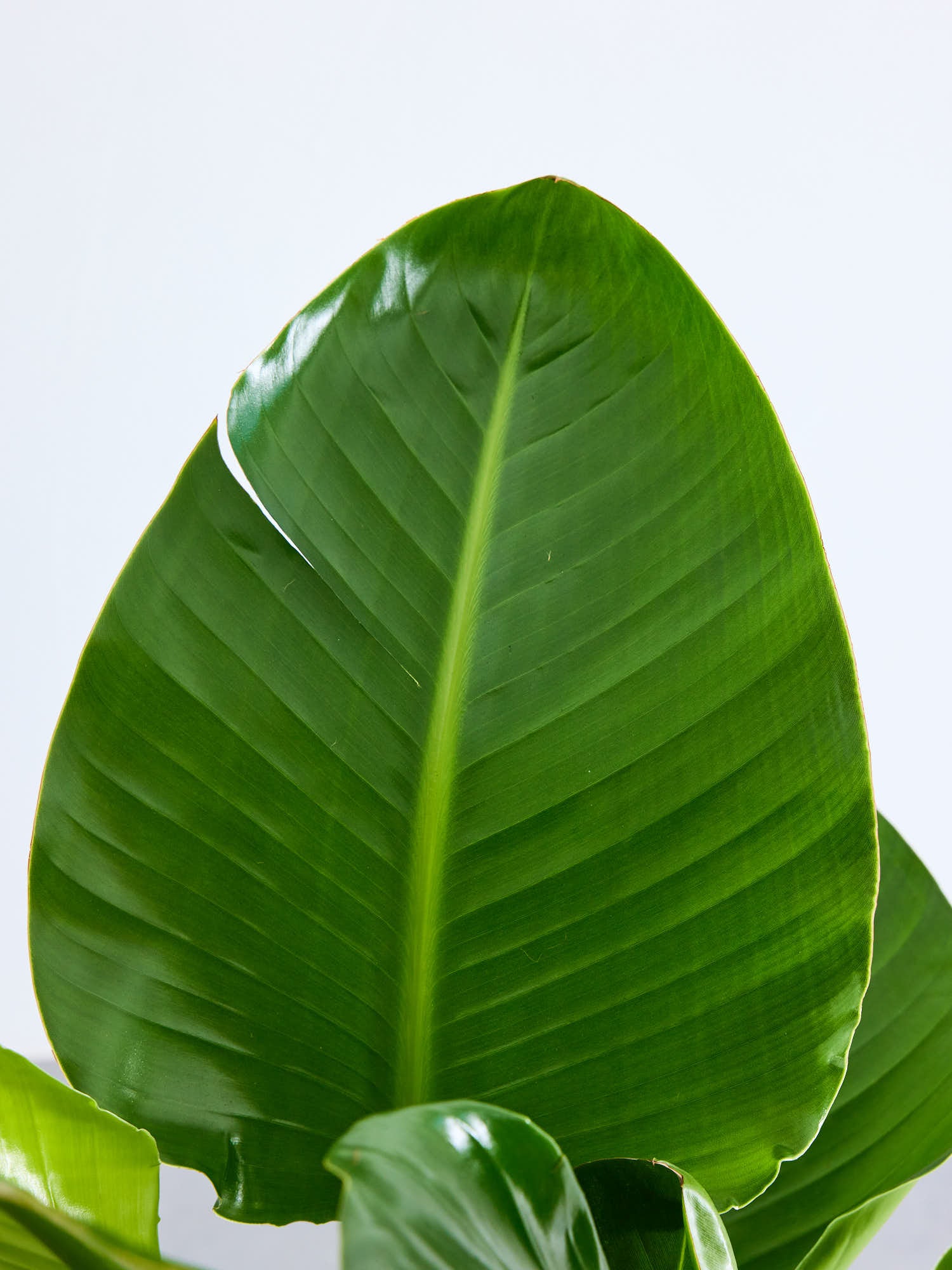 オーガスタ L | 観葉植物の通販 AND PLANTS (アンドプランツ)