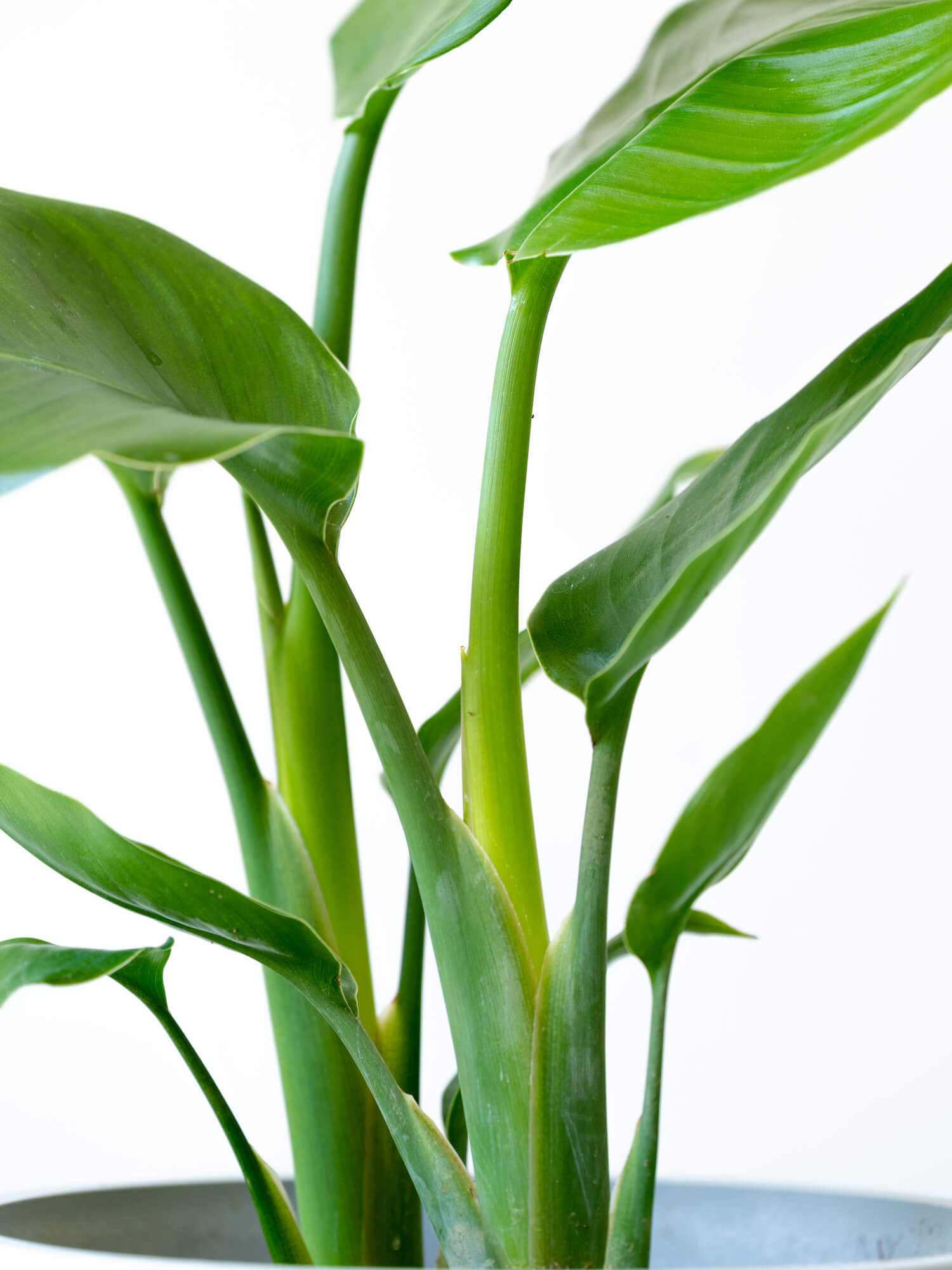 オーガスタ L | 観葉植物の通販 AND PLANTS (アンドプランツ)