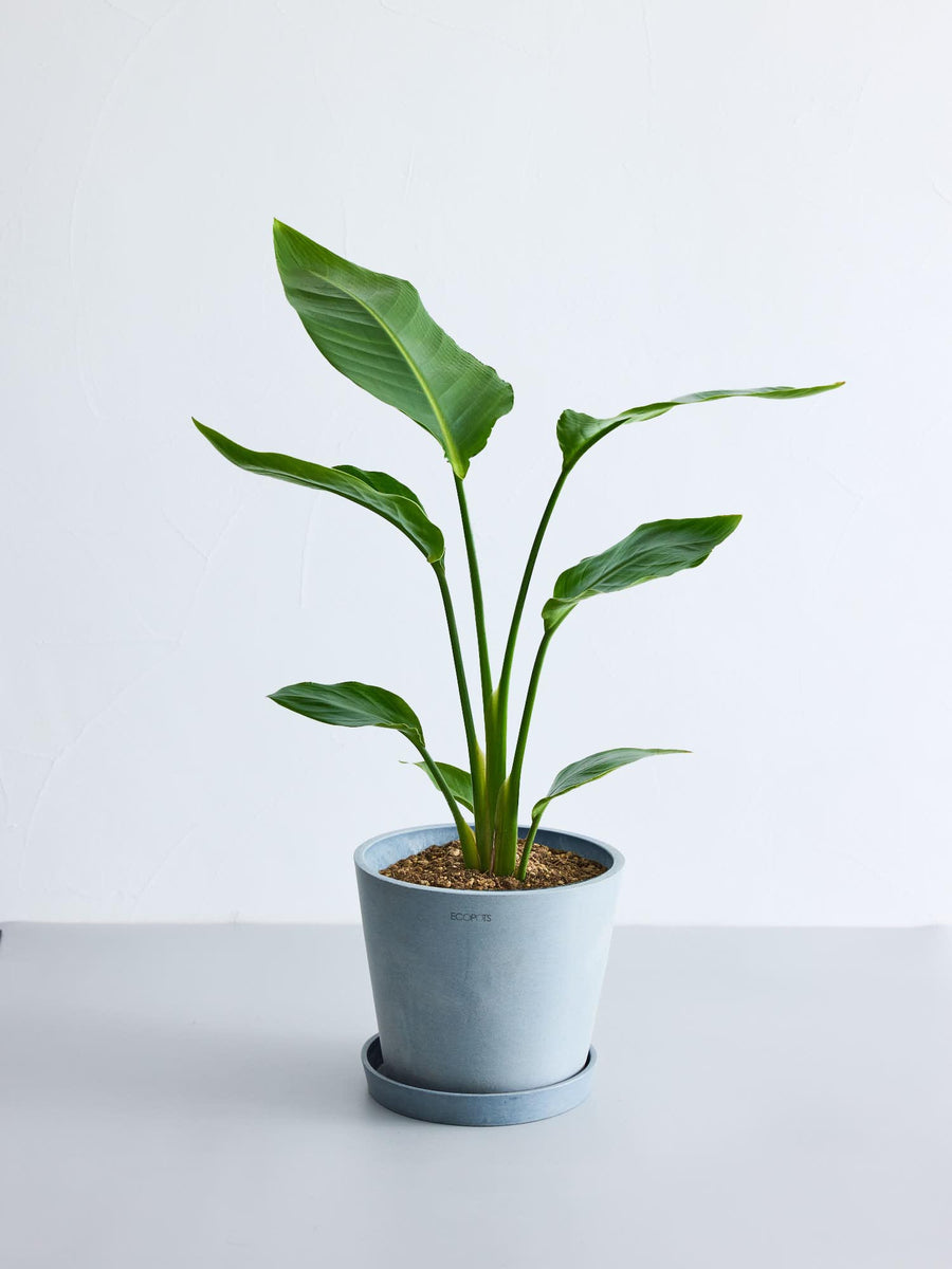 ストレリチア・オーガスタ | 観葉植物の通販 AND PLANTS (アンドプランツ)