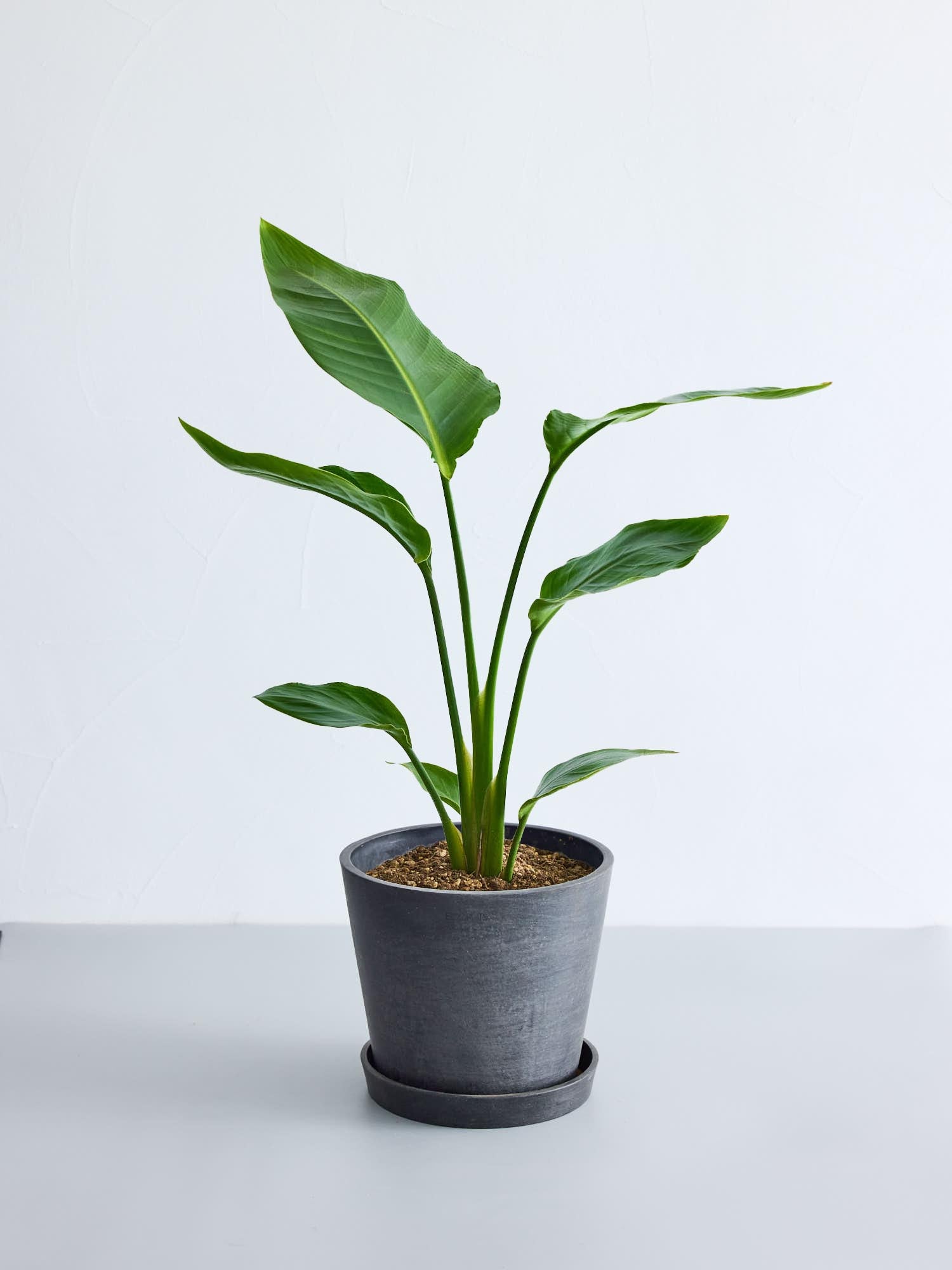 観葉植物 オーガスタ オーガスタ S | 観葉植物の通販 AND PLANTS (アンドプランツ)