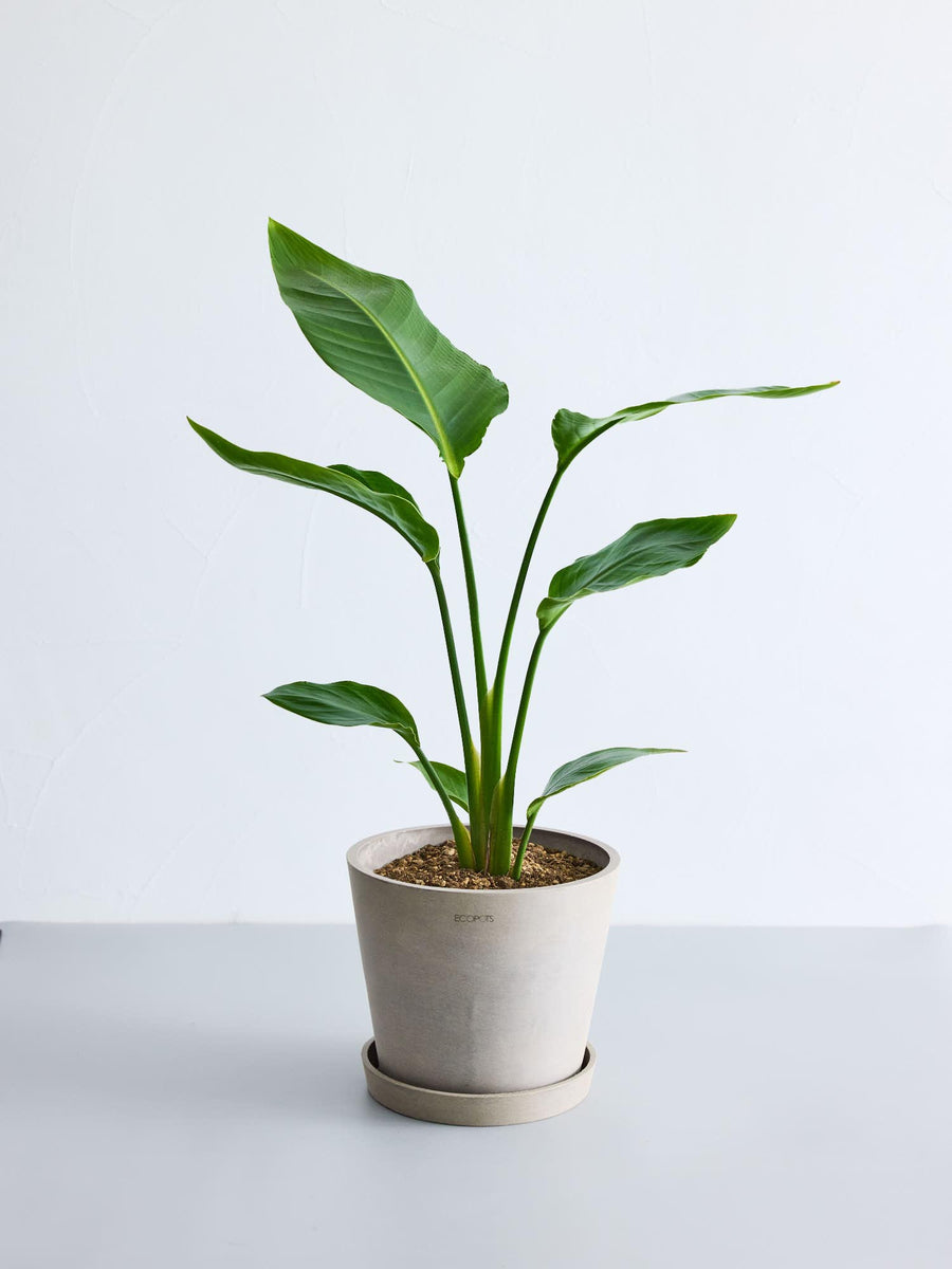 ストレリチア・オーガスタ 6号 | 観葉植物の通販 AND PLANTS (アンド