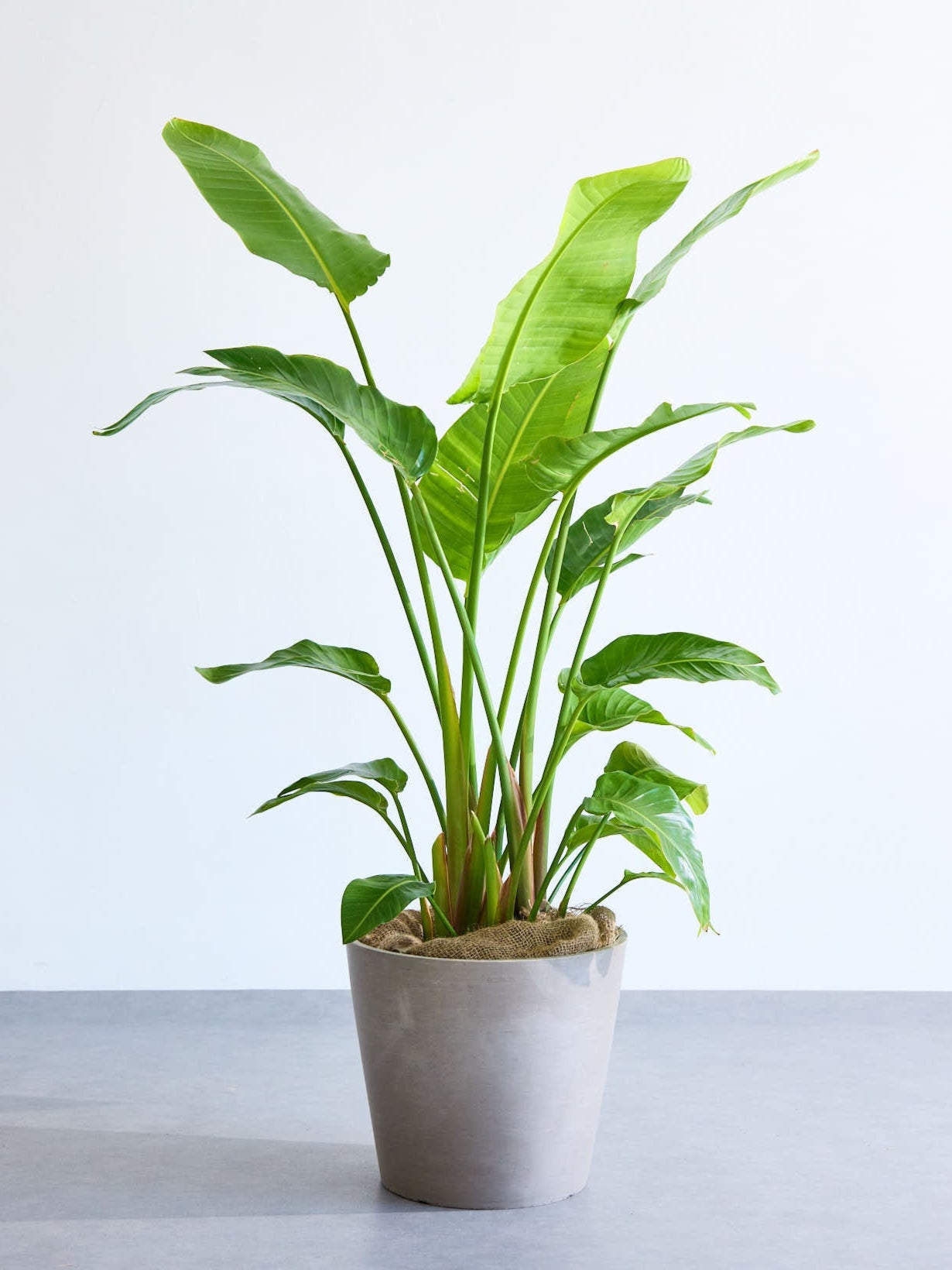 ストレリチア オーガスタ 1 ストレリチア オーガスタ 苗 販売 苗木部 By 花ひろばオンライン