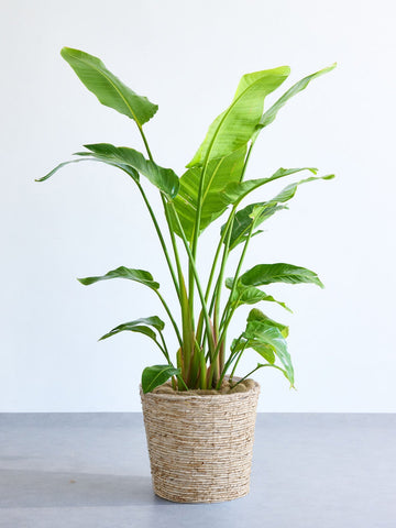 ストレリチア・オーガスタ XL  (バナナリーフバスケット ナチュラル)