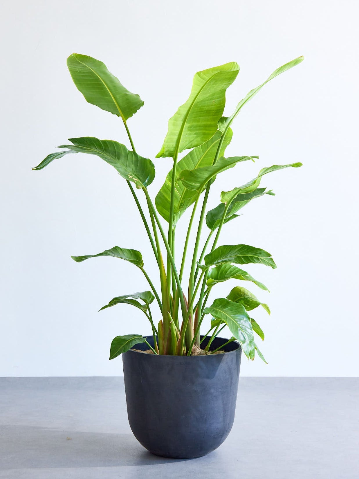 ストレリチア・オーガスタ | 観葉植物の通販 AND PLANTS (アンドプランツ)