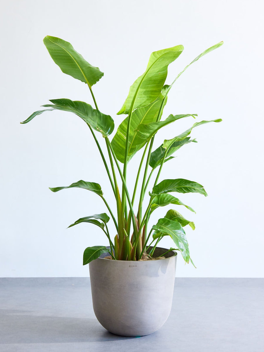 ストレリチア・オーガスタ | 観葉植物の通販 AND PLANTS (アンドプランツ)