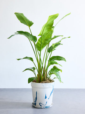 ストレリチア・オーガスタ XL  (アーバンプランツポット マーブルミルク)