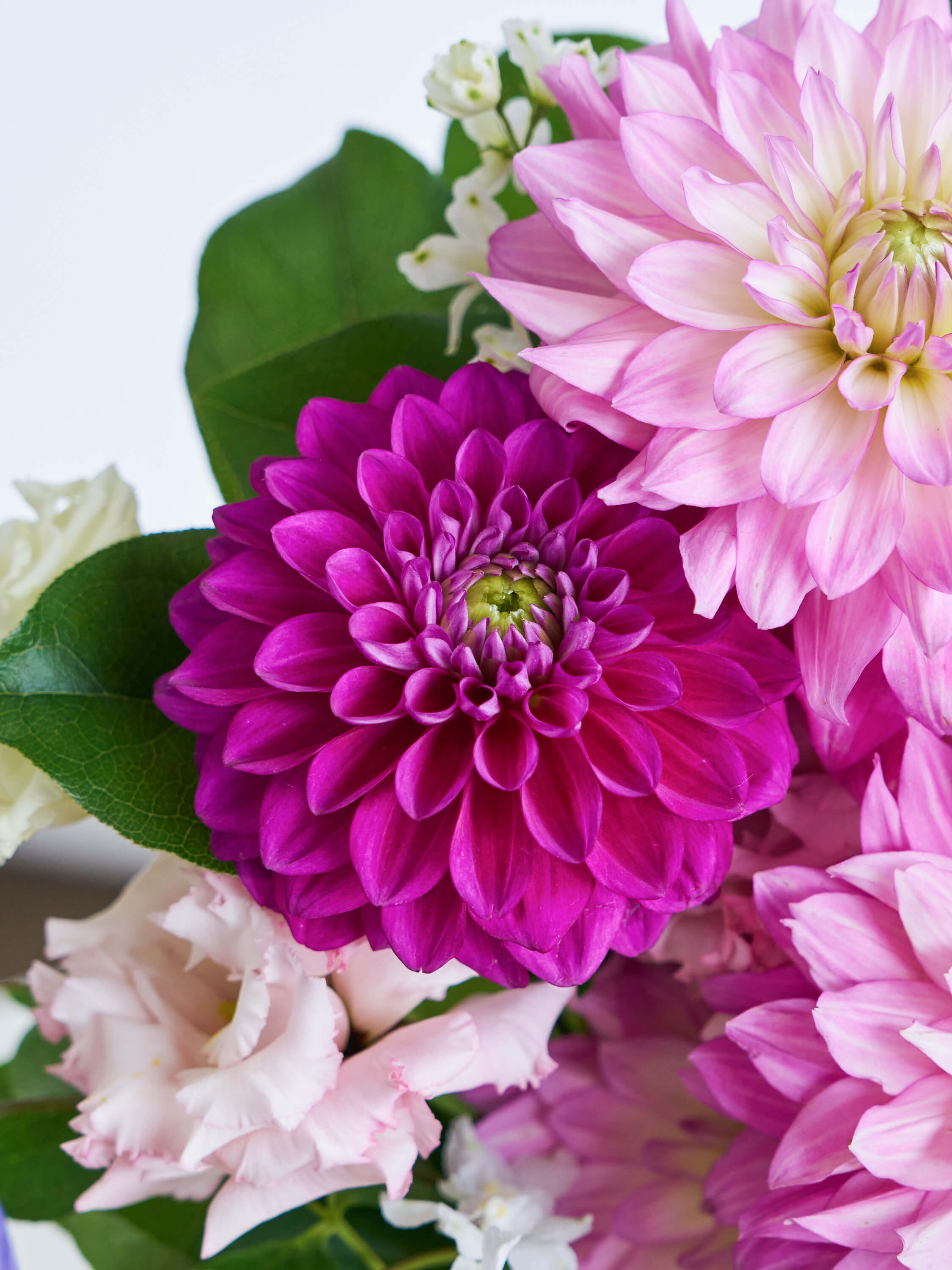 ダリアの花束L | お花の通販AND PLANTS (アンドプランツ)