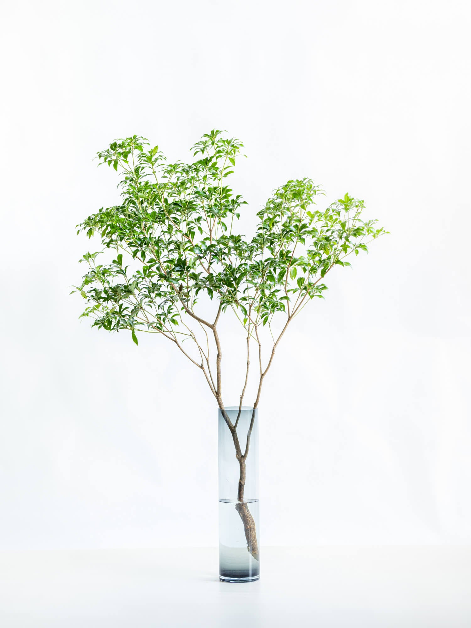 【枝物】アセビ | 観葉植物・お花の通販 アンドプランツ