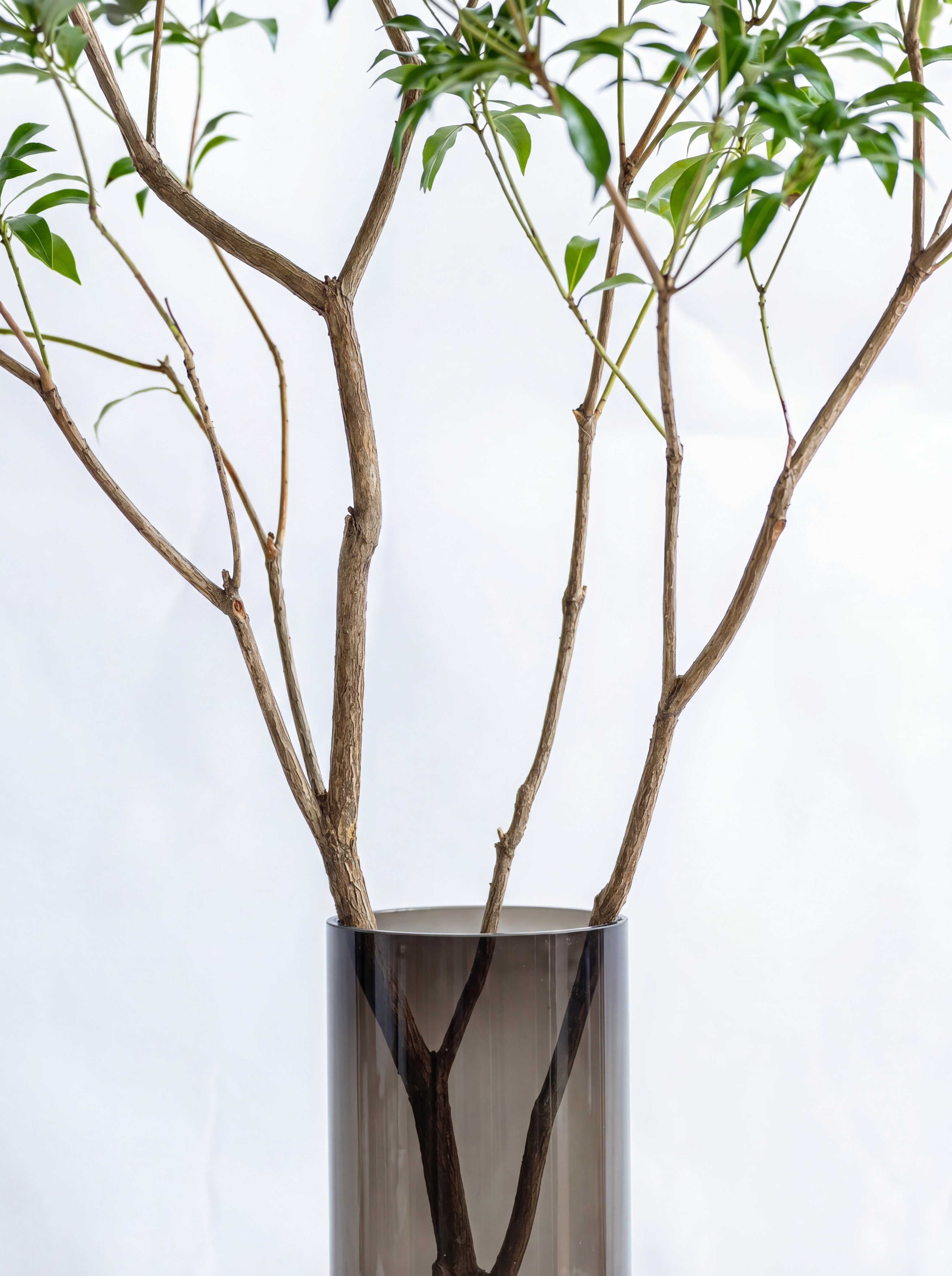 枝物】アセビ | 観葉植物・お花の通販 AND PLANTS (アンドプランツ)