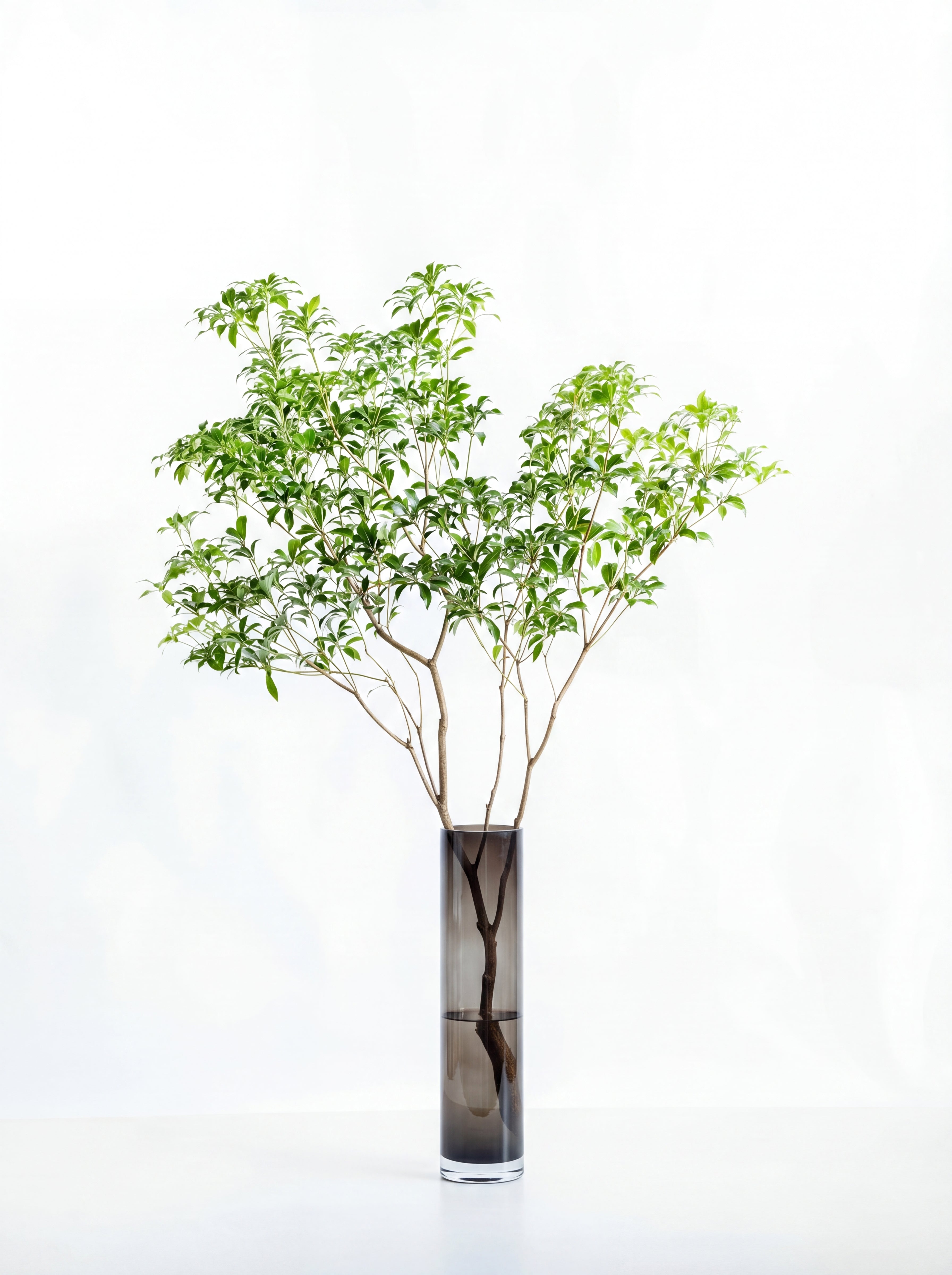枝物】アセビ | 観葉植物・お花の通販 AND PLANTS (アンドプランツ)