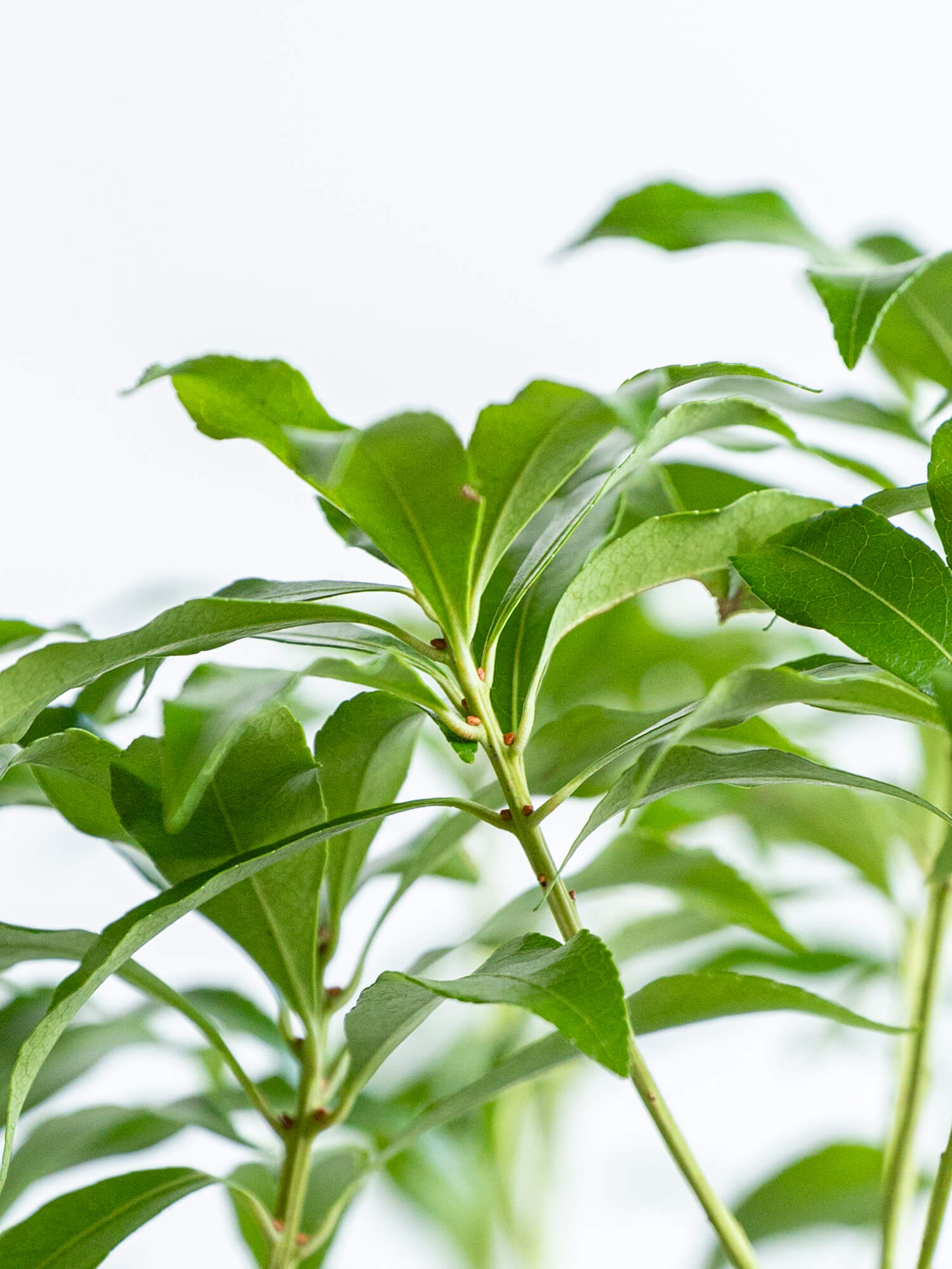 【枝物】アセビ | 観葉植物・お花の通販 AND PLANTS (アンドプランツ)