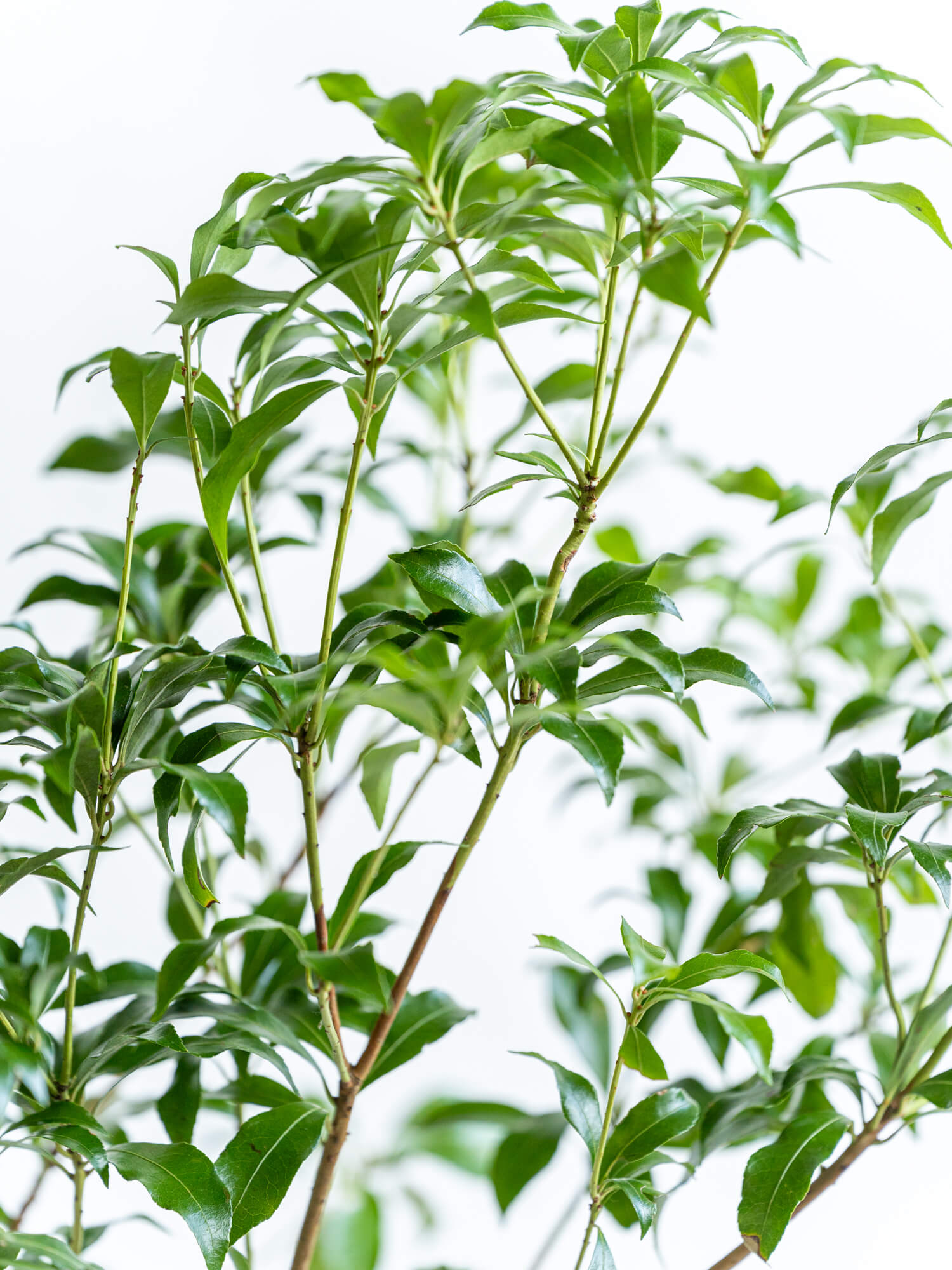 【枝物】アセビ | 観葉植物・お花の通販 AND PLANTS (アンドプランツ)