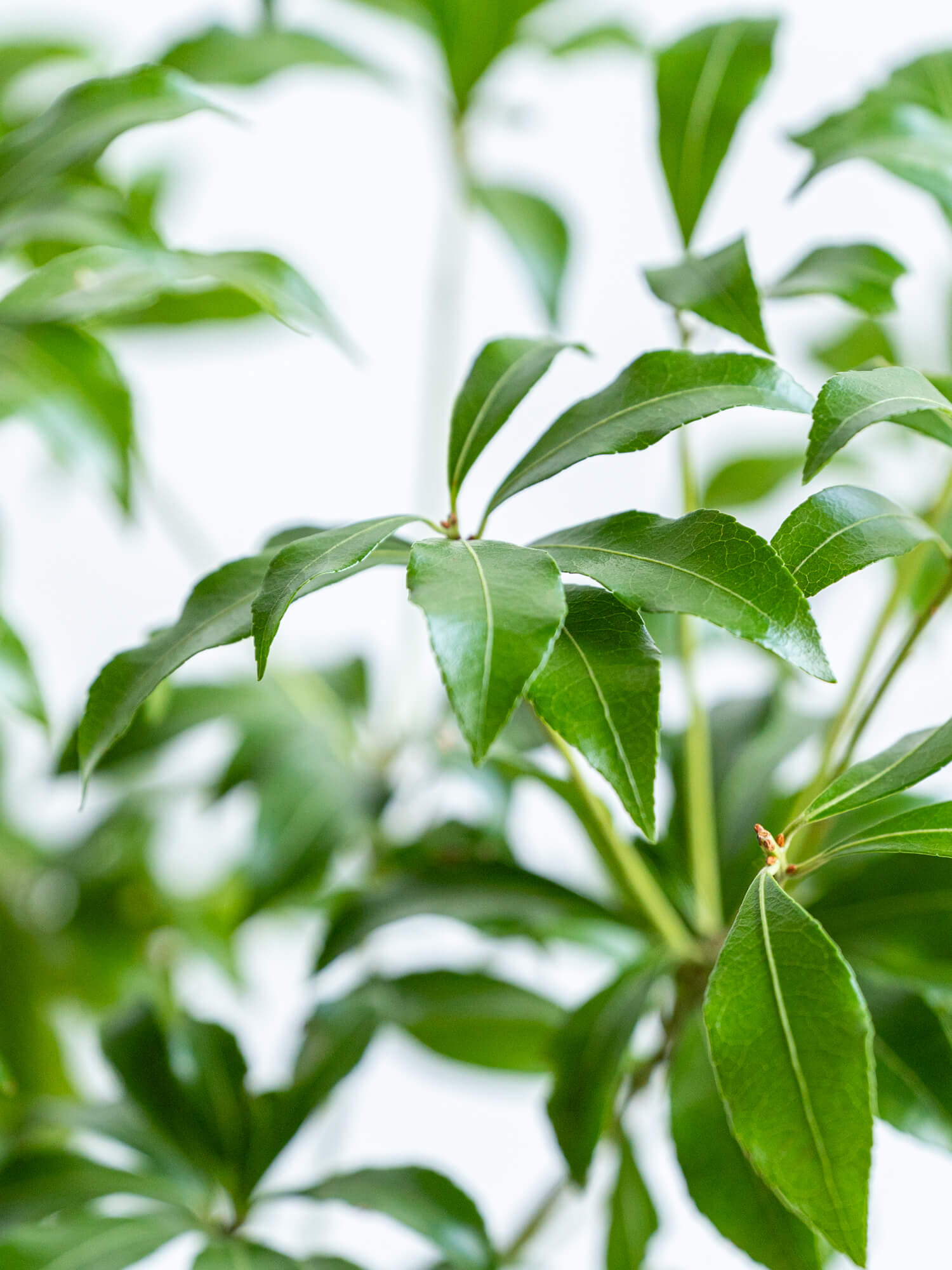【枝物】アセビ | 観葉植物・お花の通販 AND PLANTS (アンドプランツ)