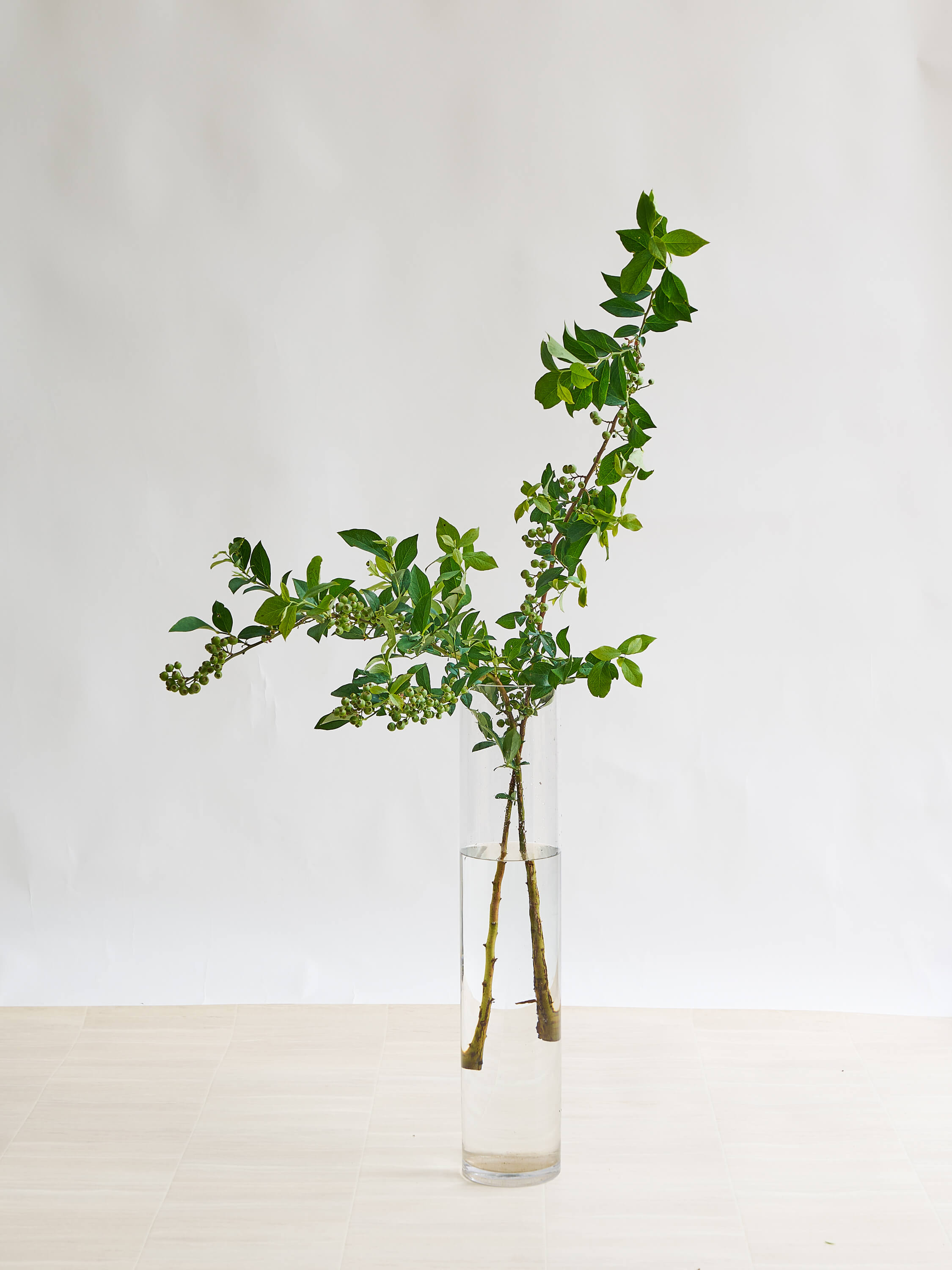 枝物】ブルーベリー | 観葉植物・お花の通販 AND PLANTS (アンドプランツ)