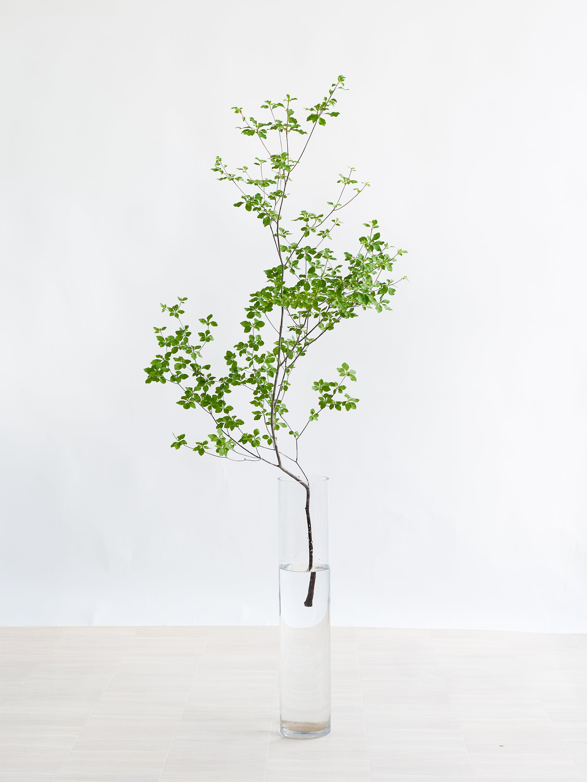 枝物】ドウダンツツジ | 観葉植物・お花の通販 AND PLANTS (アンド