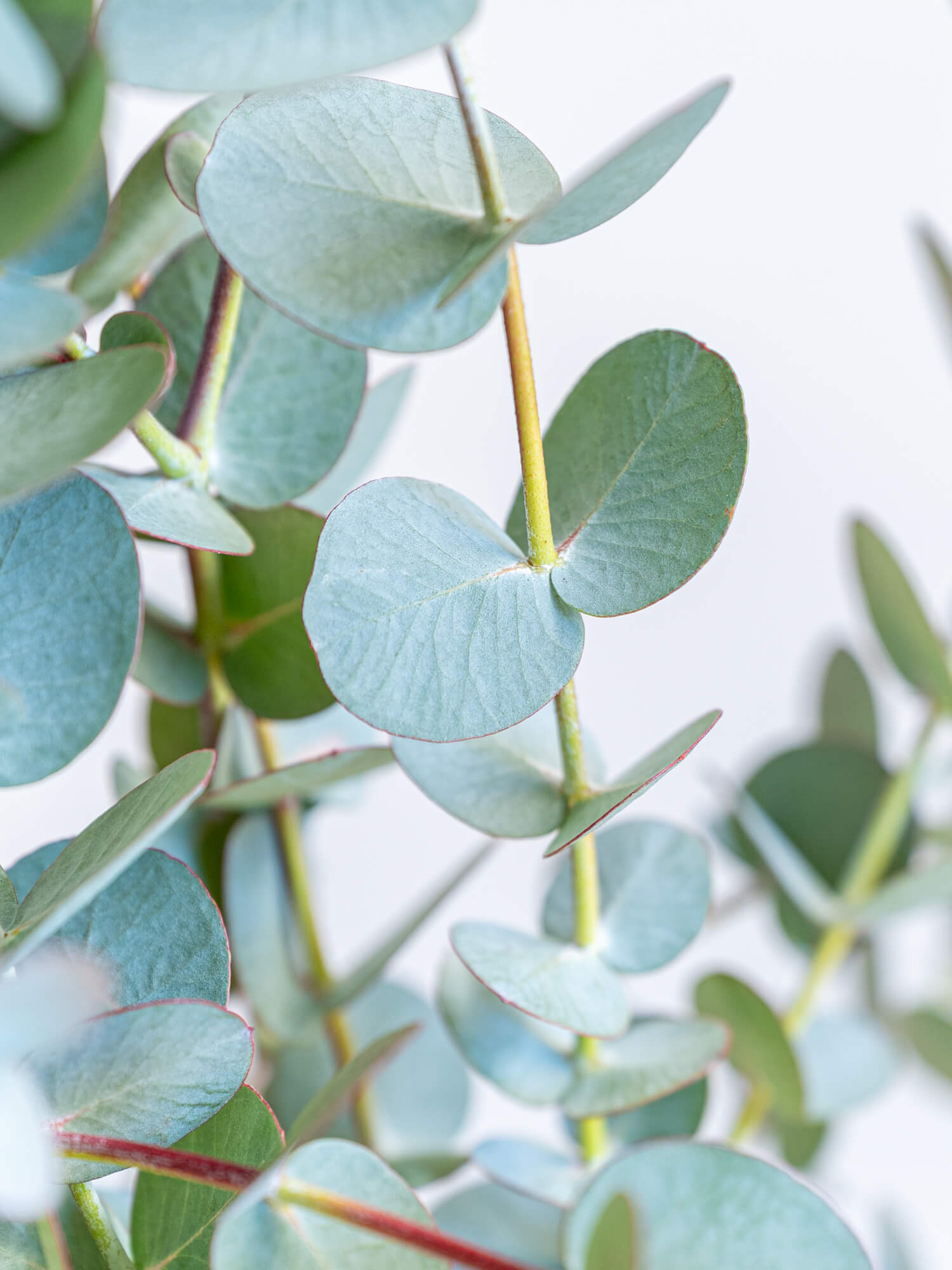 【枝物】ユーカリ | 観葉植物・お花の通販 アンドプランツ