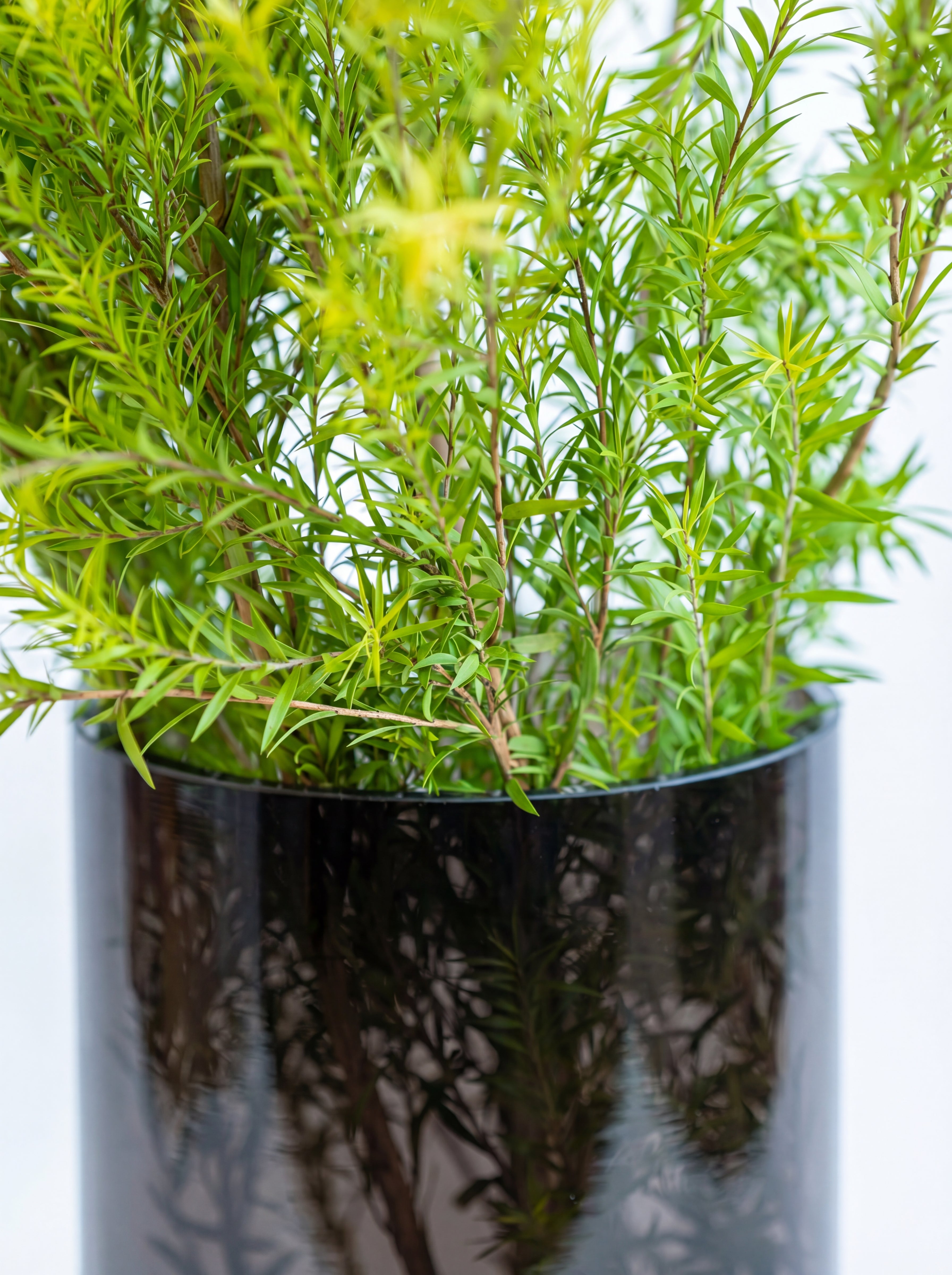 Golden - Cypress Charm Plant | – Gold Thread-Branch Detectives 