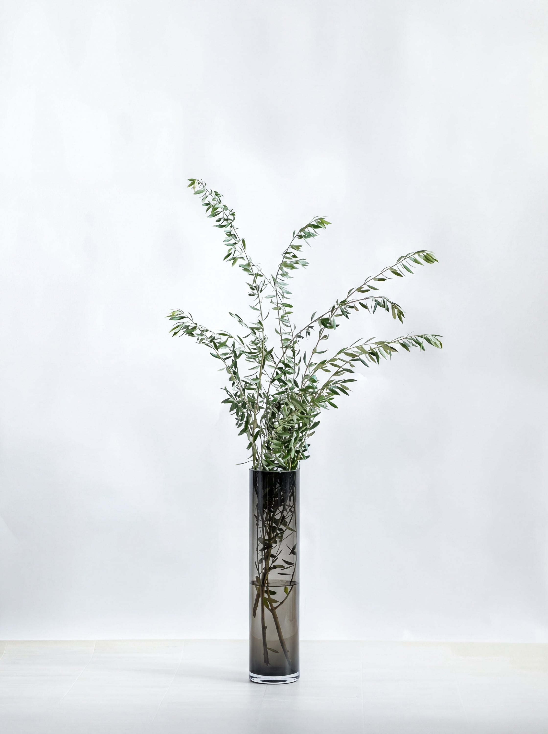 枝物】オリーブ | 観葉植物・お花の通販 AND PLANTS (アンドプランツ)