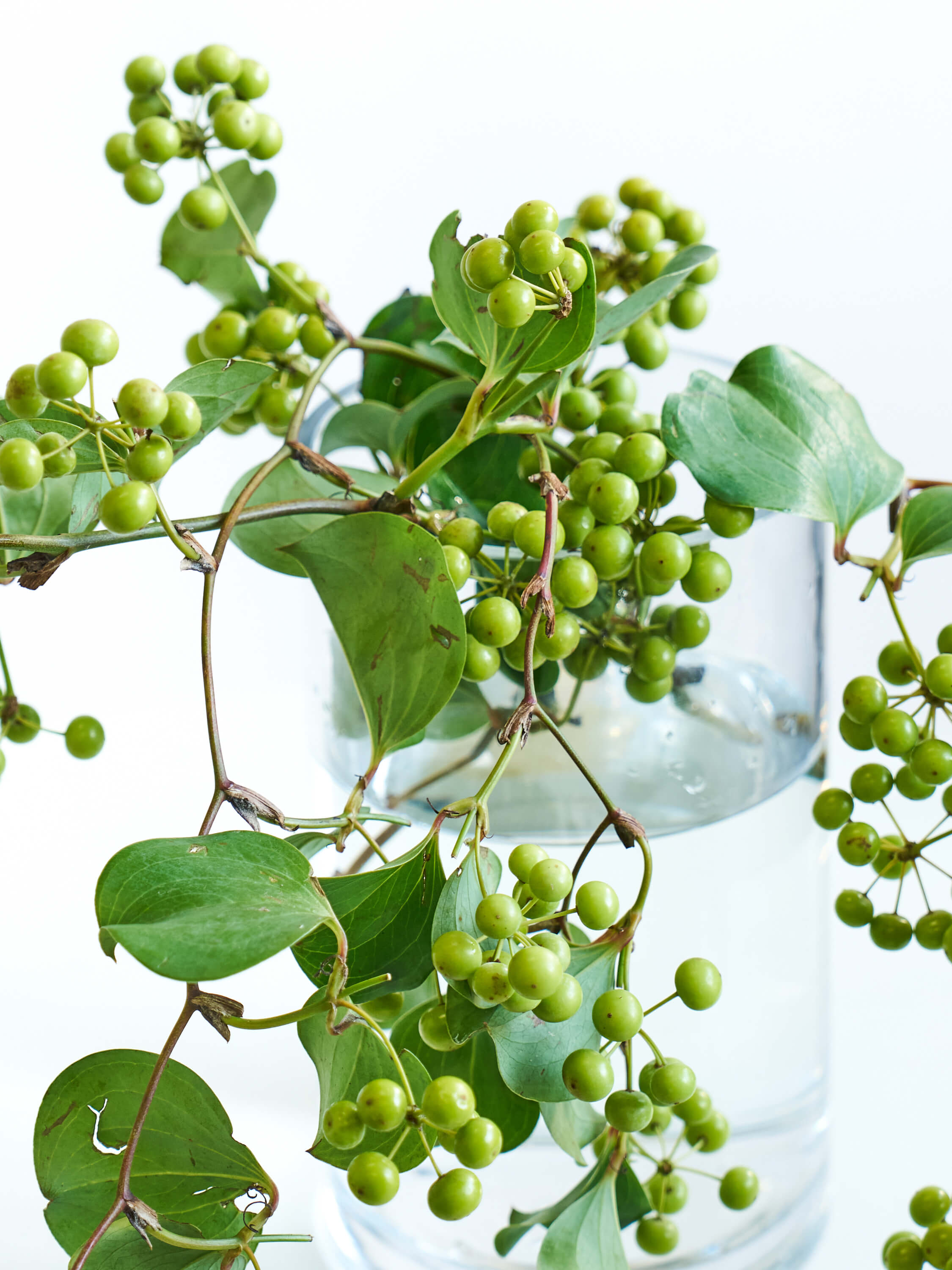 枝物】サンキライ | 観葉植物・お花の通販 AND PLANTS (アンドプランツ)