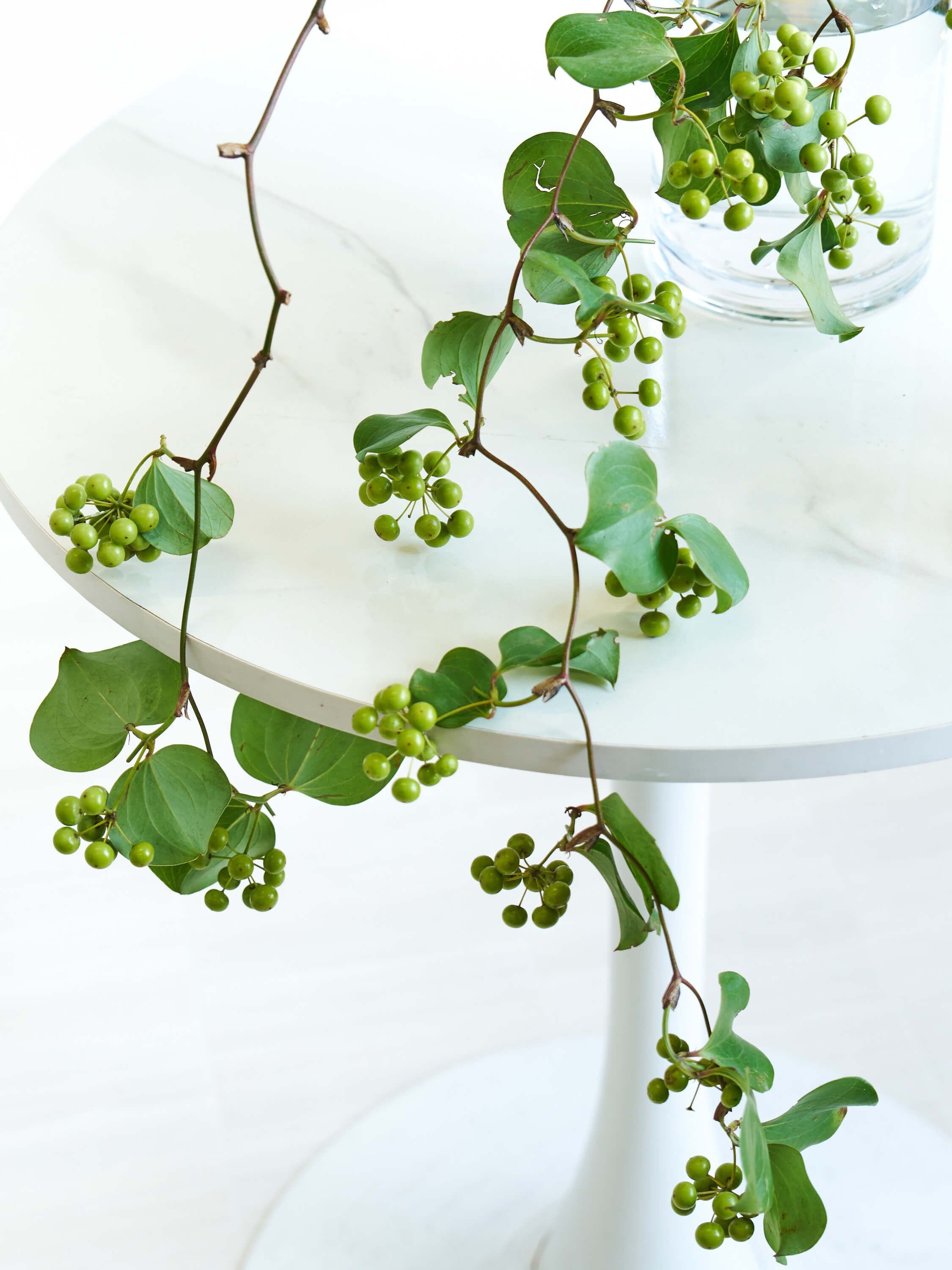 枝物】サンキライ | 観葉植物・お花の通販 AND PLANTS (アンドプランツ) 枝物】サンキライ | 観葉植物・お花の通販 AND PLANTS (アンドプランツ)