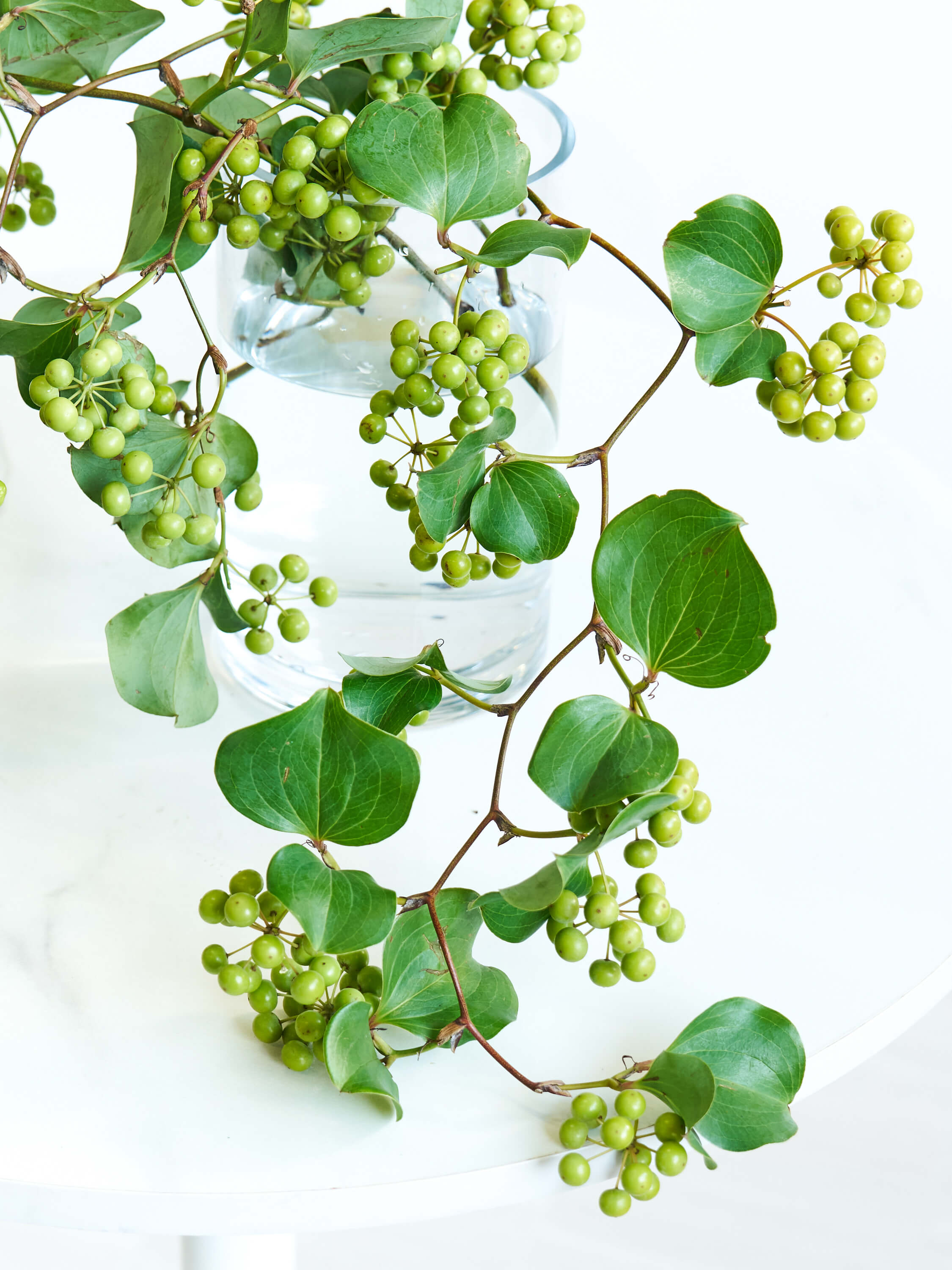 枝物】サンキライ | 観葉植物・お花の通販 AND PLANTS (アンドプランツ)