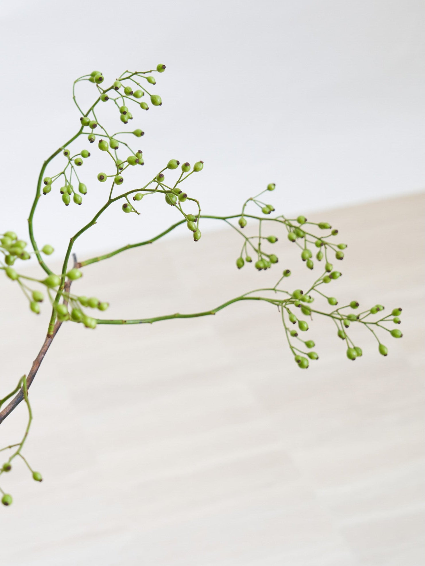 のばら　野ばら　完成形 ののか 野の花 ｜ あとりえティストウのブログ