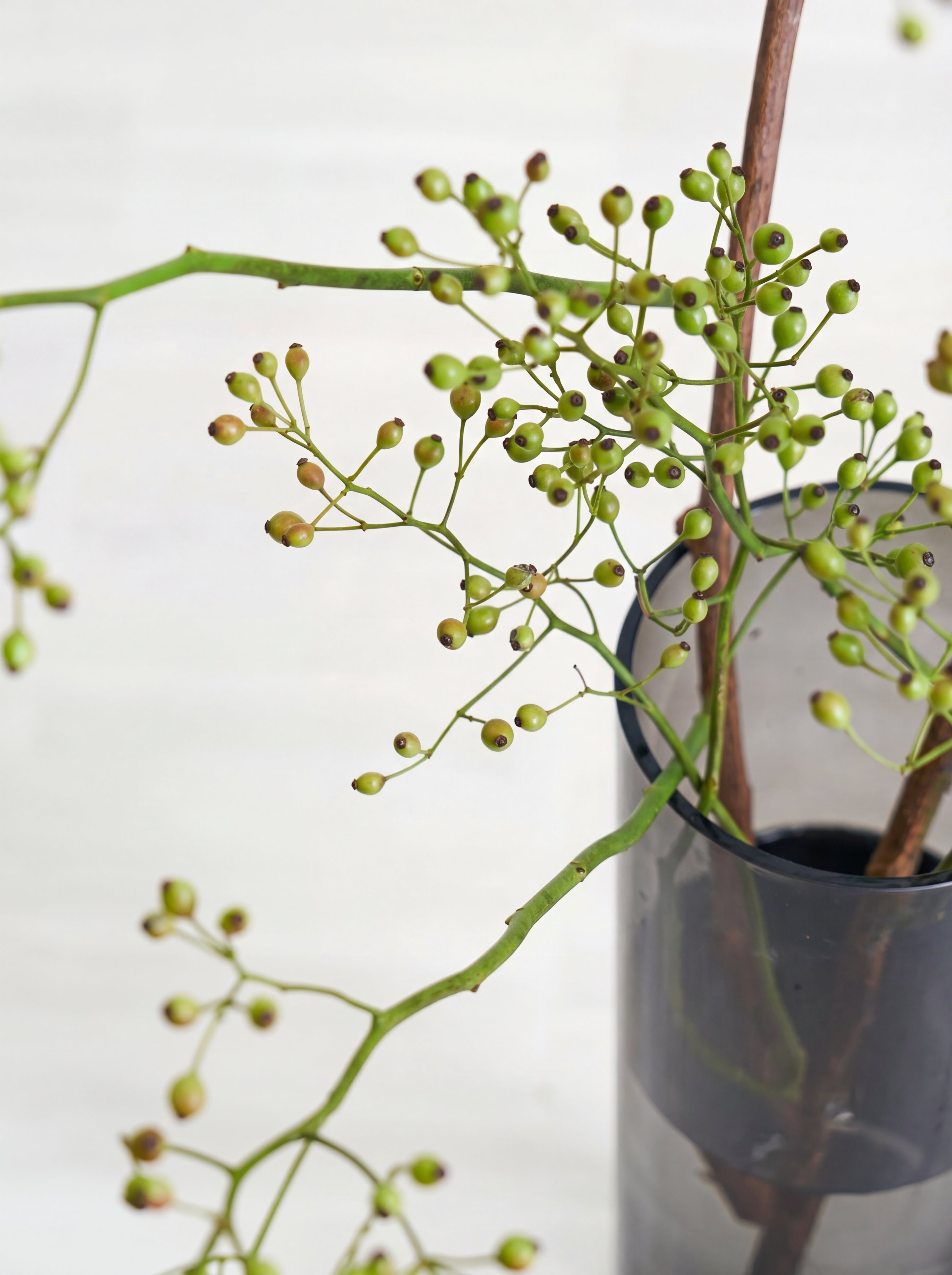 枝物】ノバラ | 観葉植物・お花の通販 AND PLANTS (アンドプランツ)