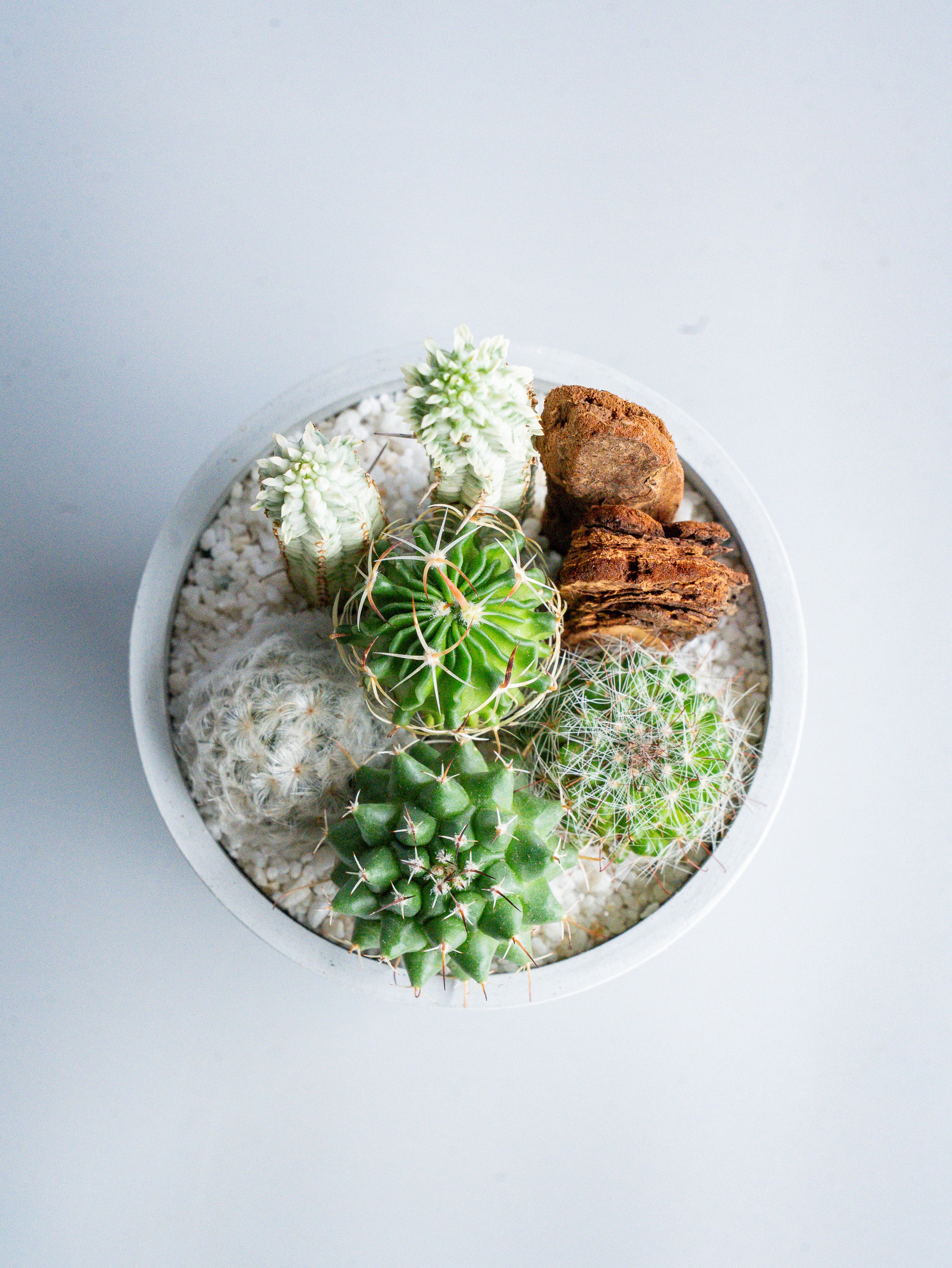 【一点もの】サボテンの寄せ植え Table-S #1