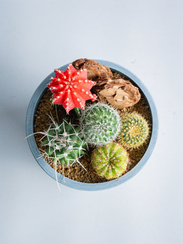 【一点もの】サボテンの寄せ植え Table-S #3