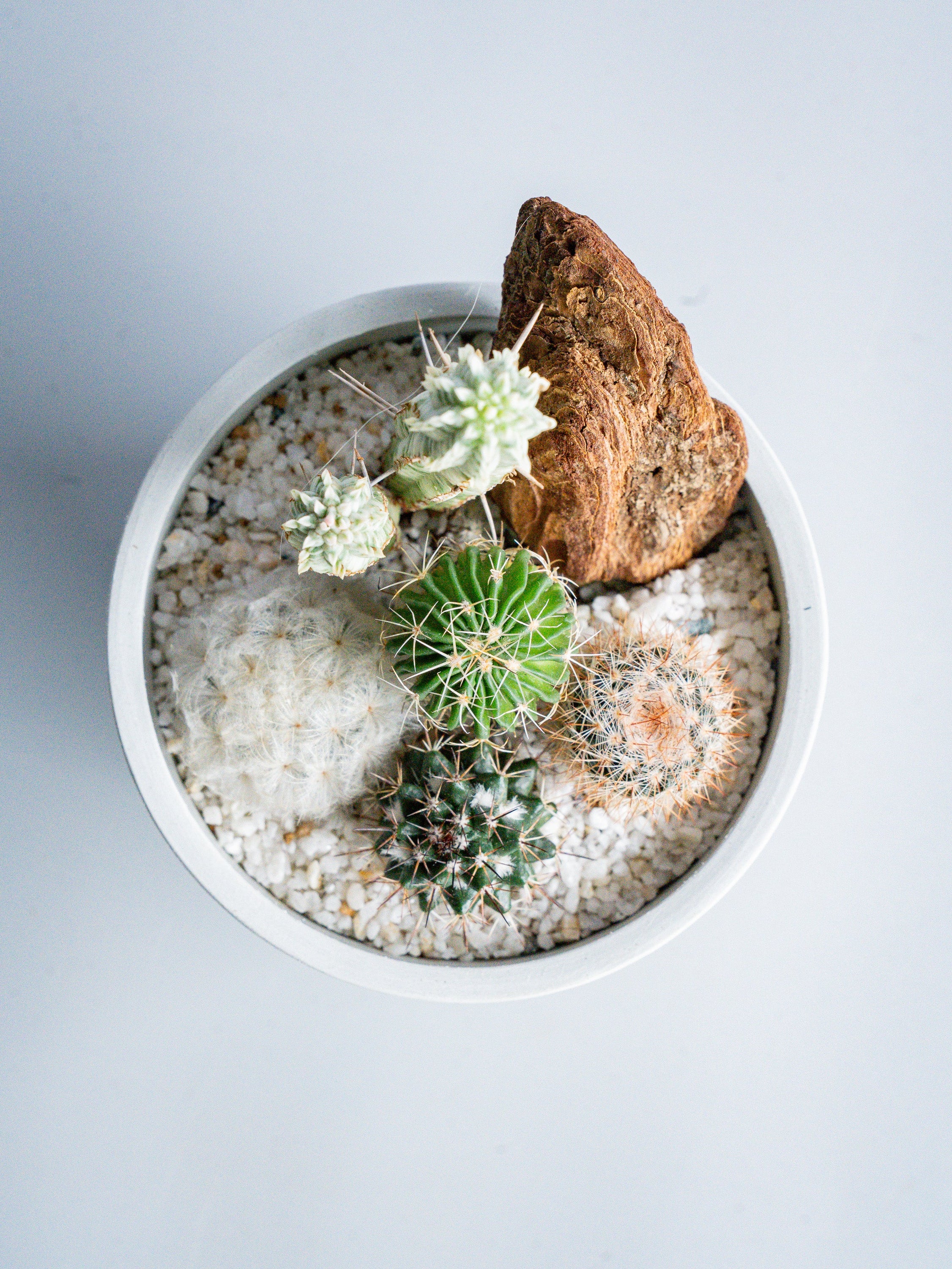 【一点もの】サボテンの寄せ植え Table-S #2