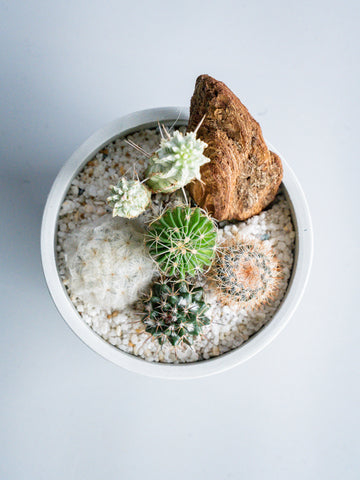 【一点もの】サボテンの寄せ植え Table-S #2
