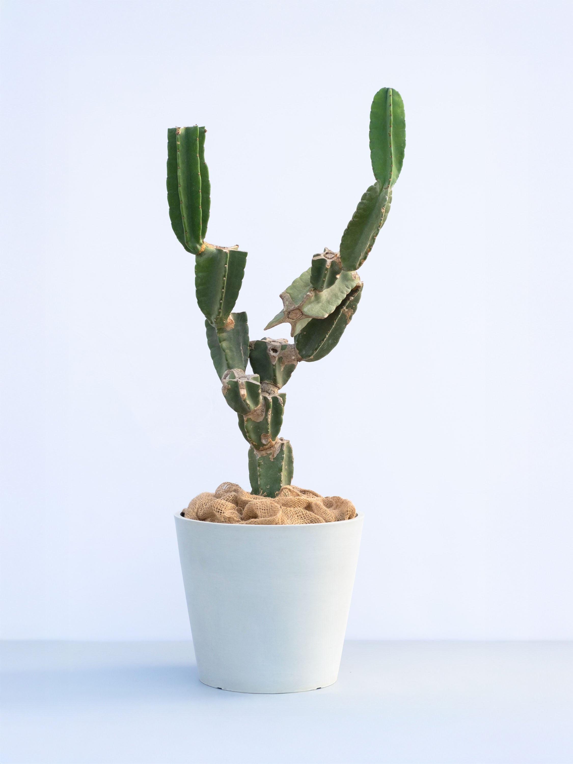 【一点もの】柱サボテン ブランチ XL #1