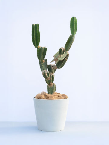 【一点もの】柱サボテン ブランチ XL #1