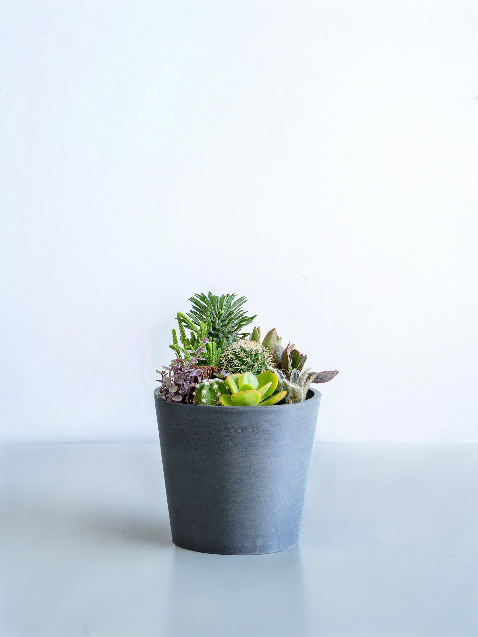 サボテンの寄せ植え Table-M