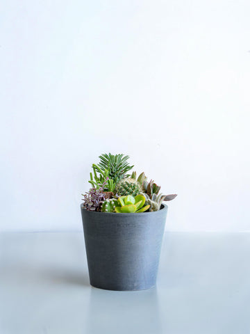 サボテンの寄せ植え Table-M