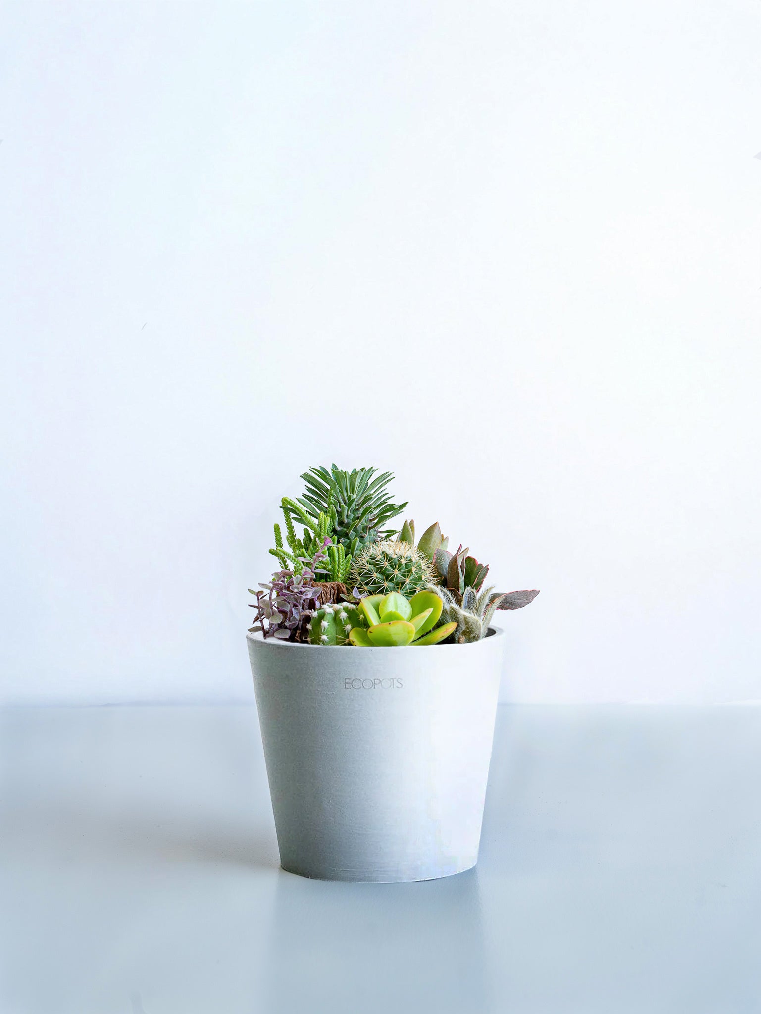 サボテン 寄せ植え テスト サボテンの寄せ植え Table-M | 観葉植物の通販 AND PLANTS