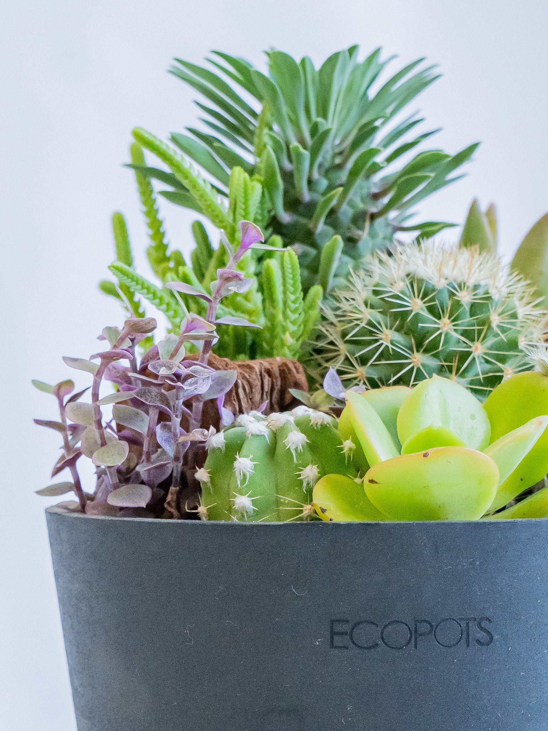 サボテンの寄せ植え Table-M | 観葉植物の通販 AND PLANTS