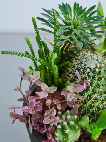 多肉植物とサボテンの寄せ植え Table-M