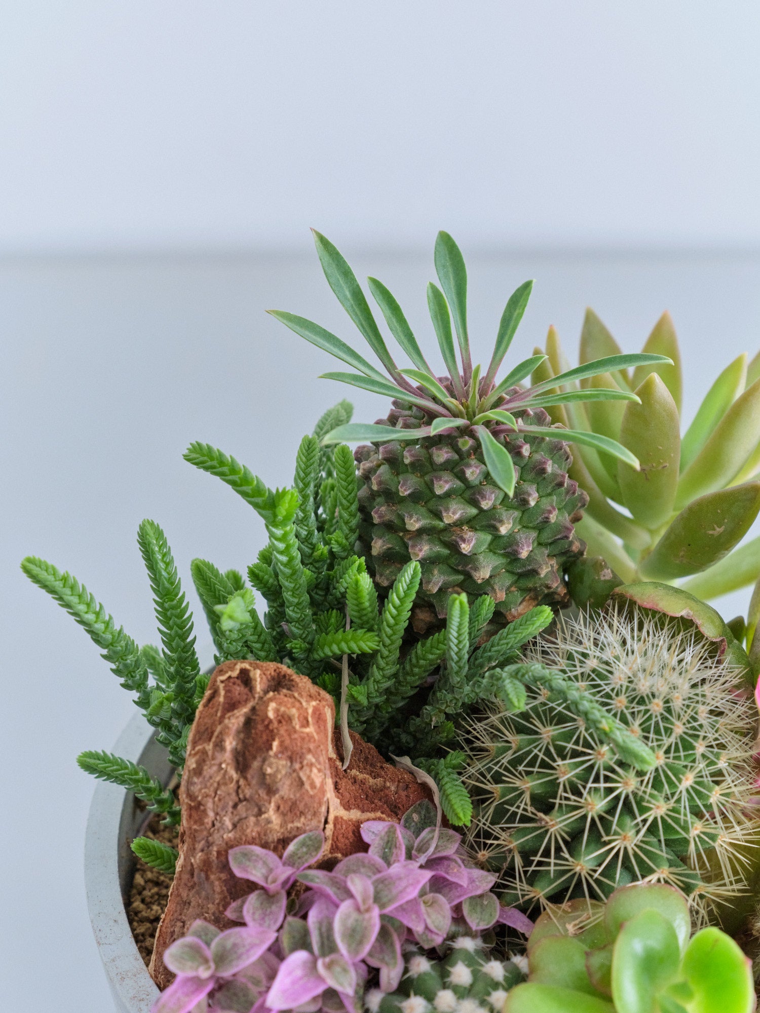 多肉植物とサボテンの寄せ植え Table-M | 観葉植物の通販 AND PLANTS