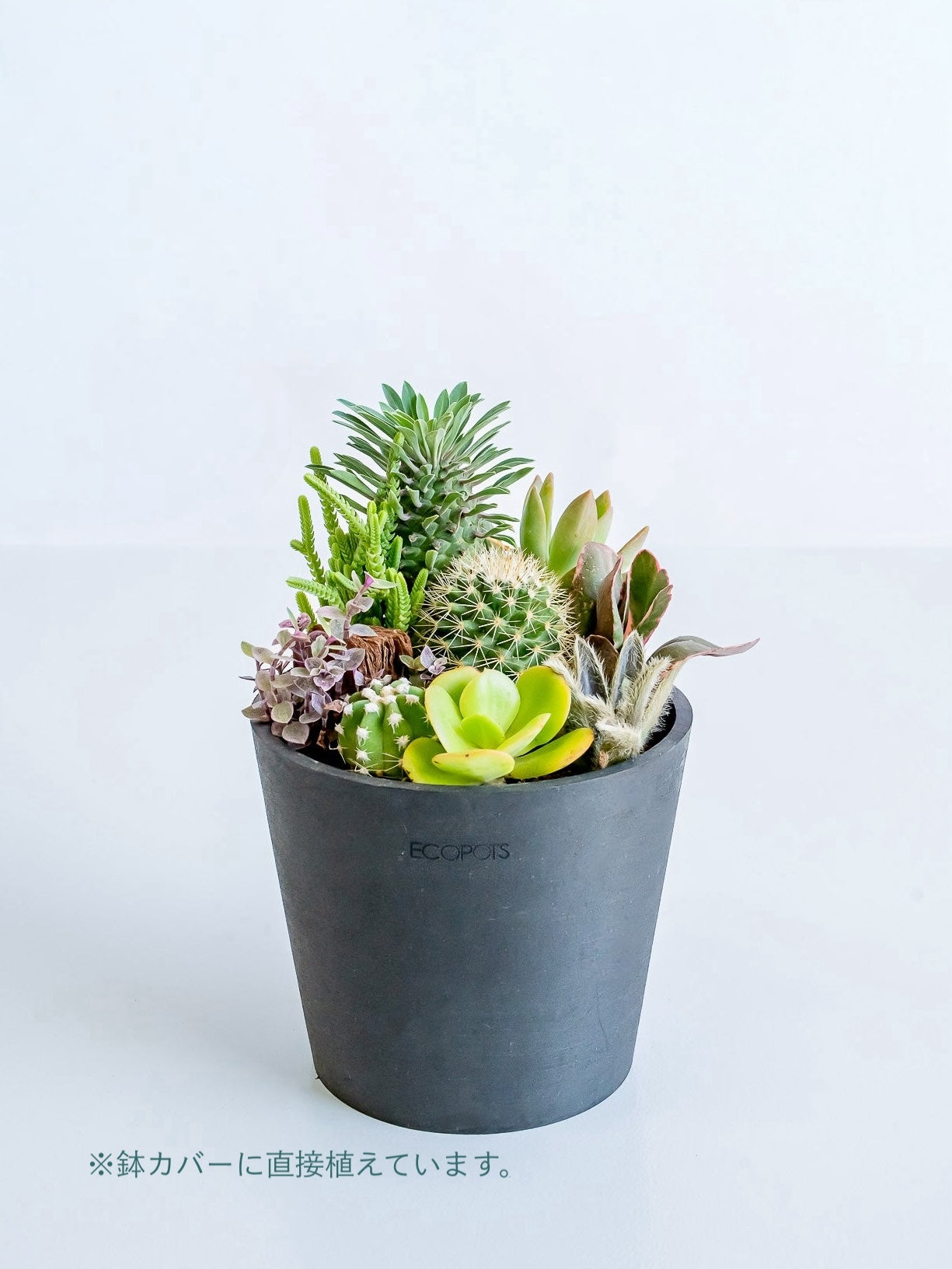 多肉植物とサボテンの寄せ植え Table-M | 観葉植物の通販 AND