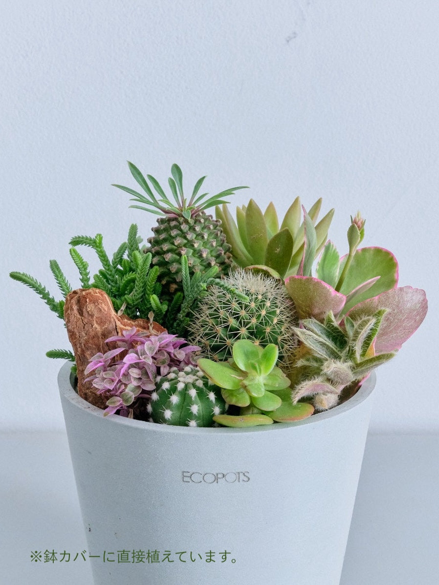 多肉植物とサボテンの寄せ植え Table-M | 観葉植物の通販 AND PLANTS
