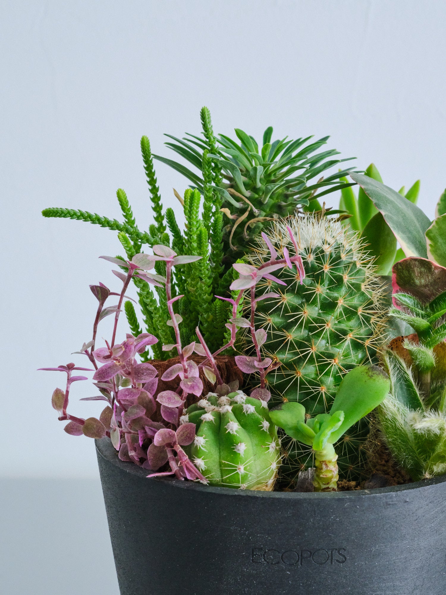 多肉植物とサボテンの寄せ植え Table-M | 観葉植物の通販 AND PLANTS