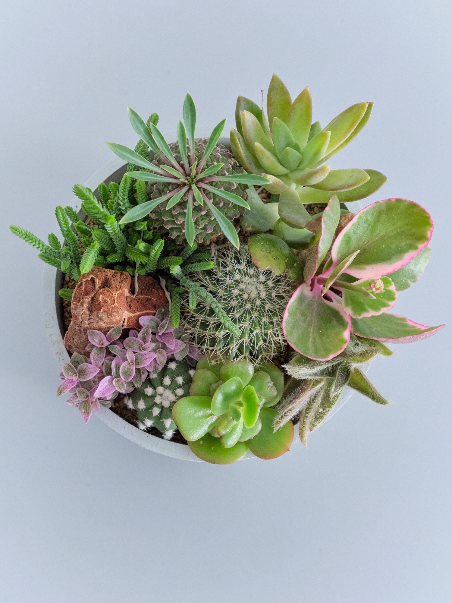 多肉植物とサボテンの寄せ植え Table-M | 観葉植物の通販 AND PLANTS